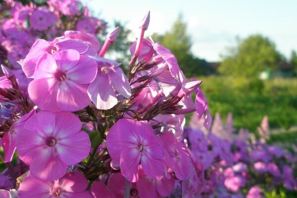 Flores Rosadas en verano en la naturaleza