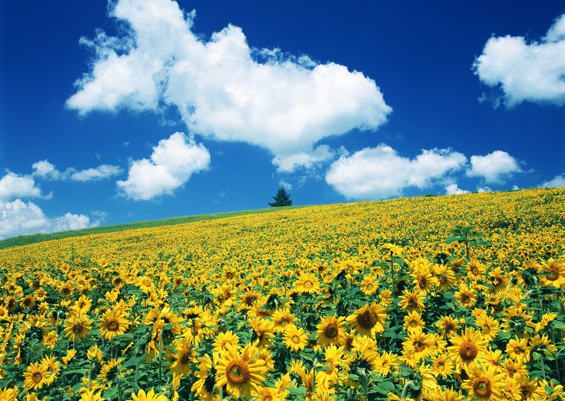 the field flower sunflowers about van gogh