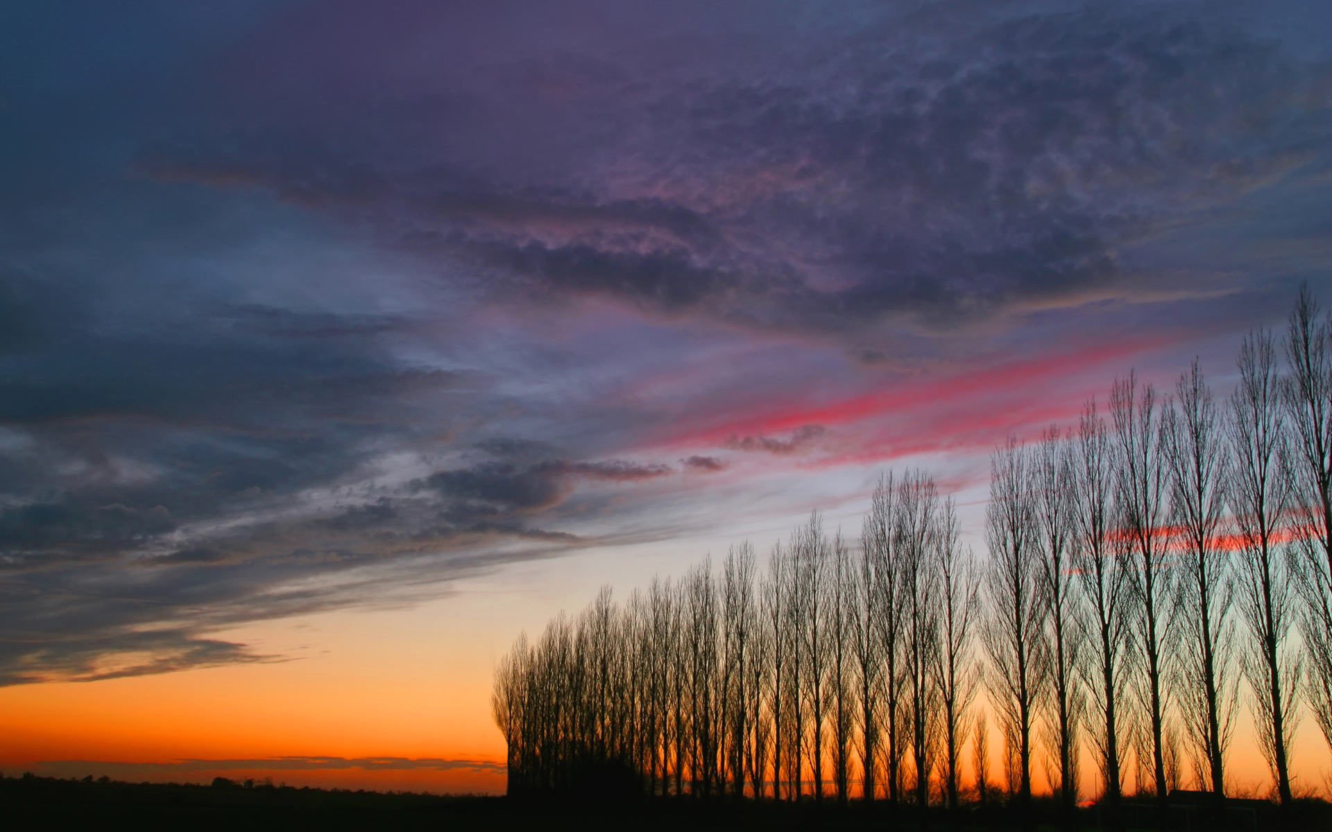 cielo árboles puesta de sol