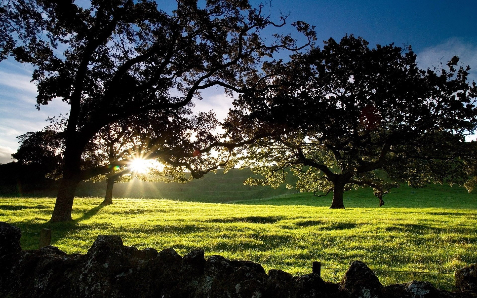 cornwall park nouvelle-zélande aube