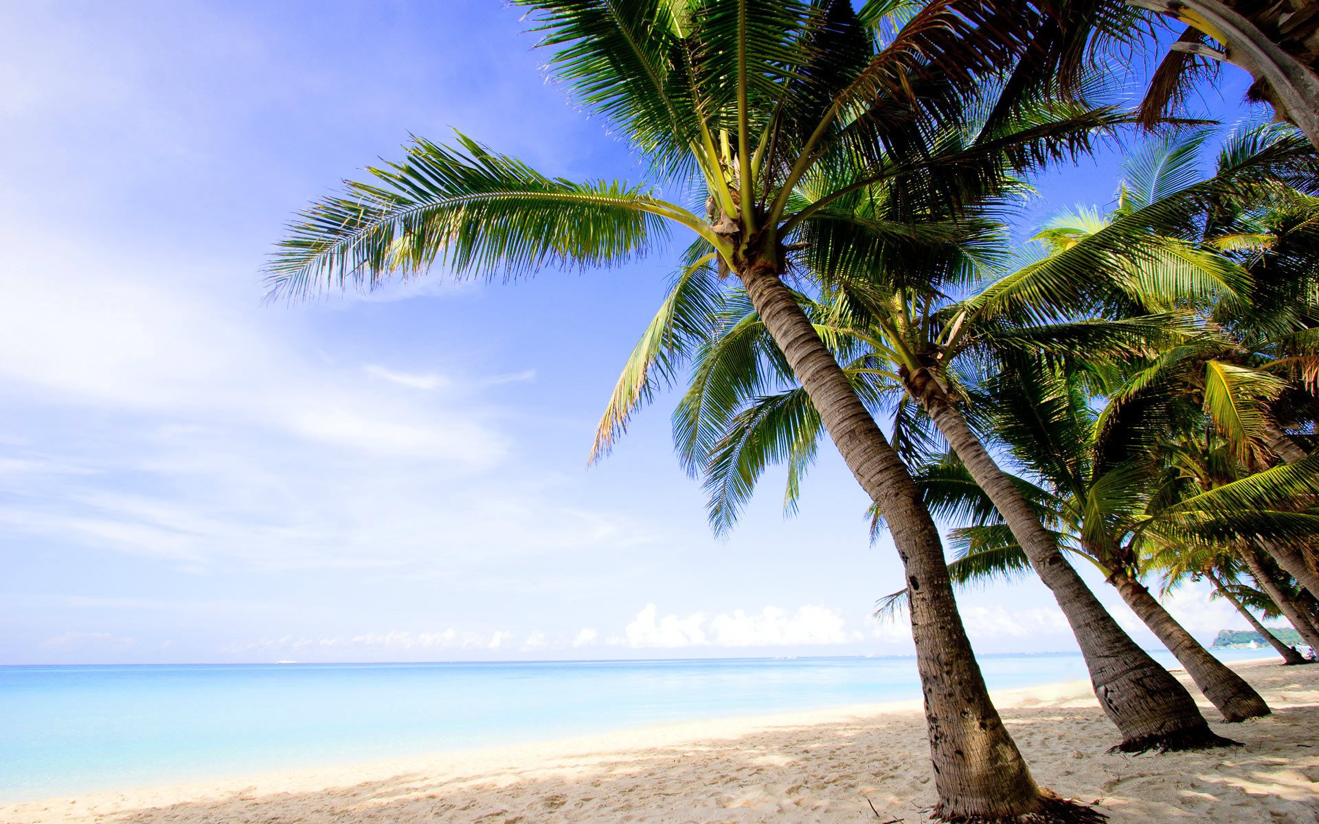 paesaggi acqua spiaggia sabbia estate palme alberi