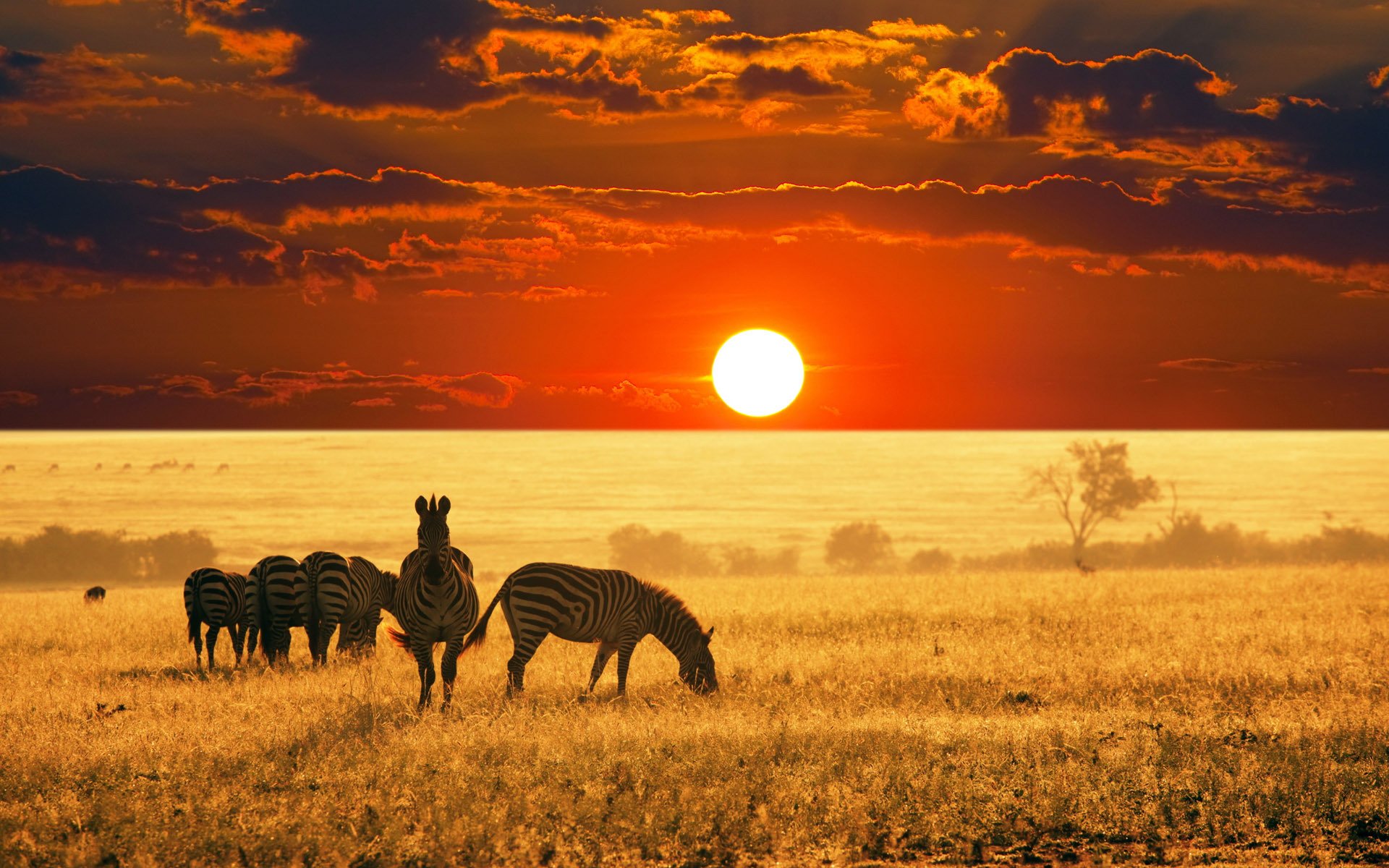 pianura orizzonte cielo nuvole sole scarlatto tramonto gregge zebre erba