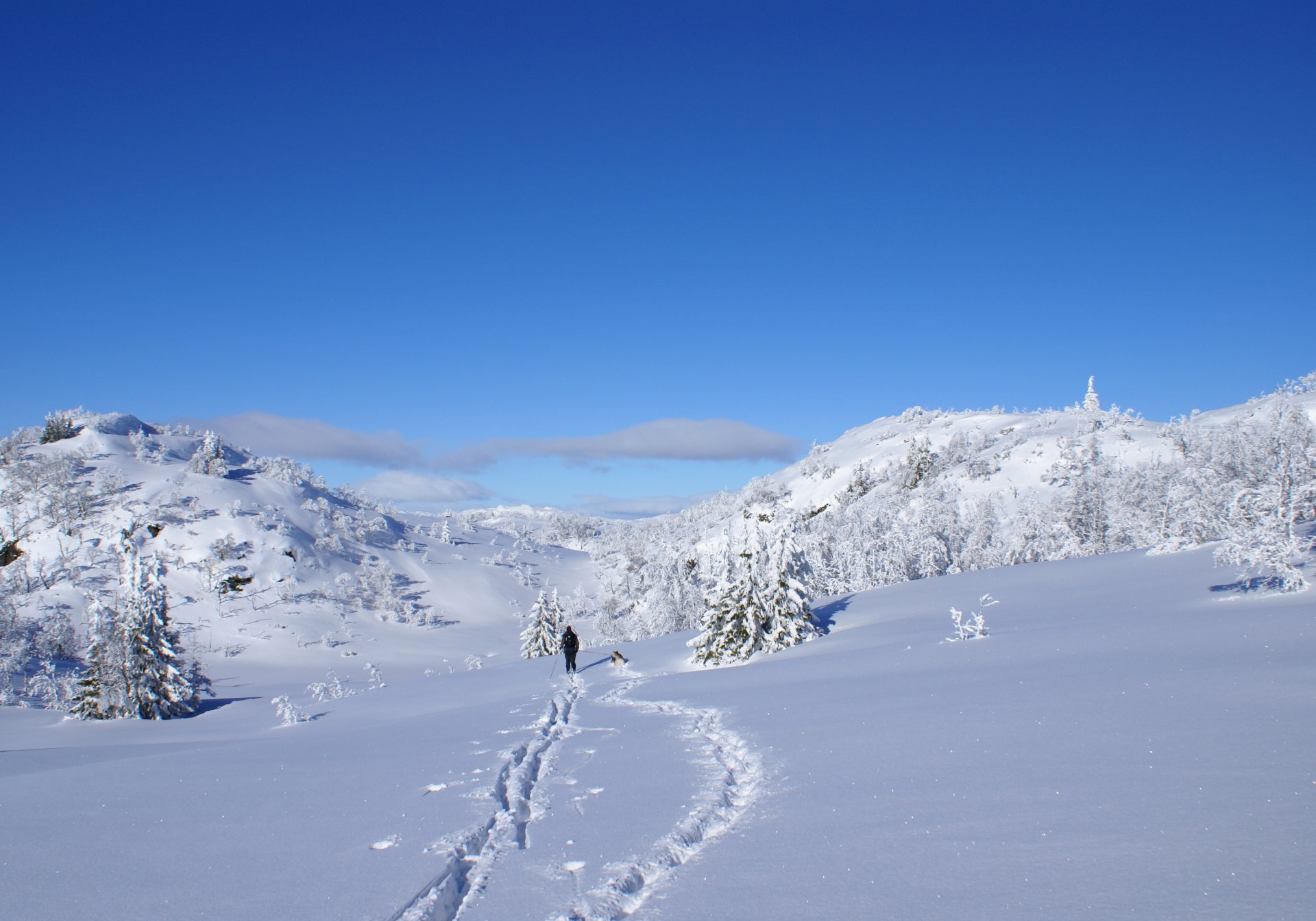 hiver skieur chien neige soleil éclat chevrons