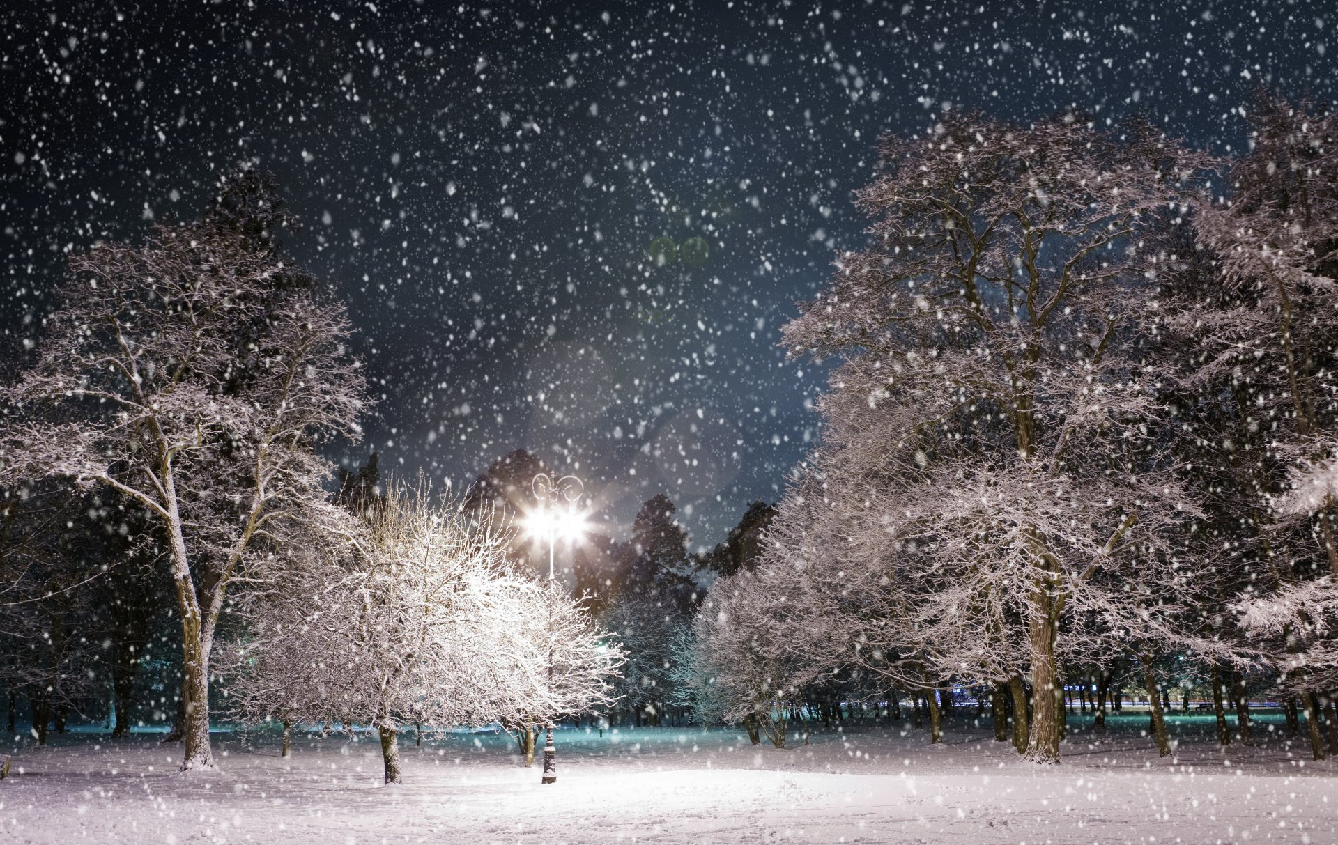 winter snow night park tree light