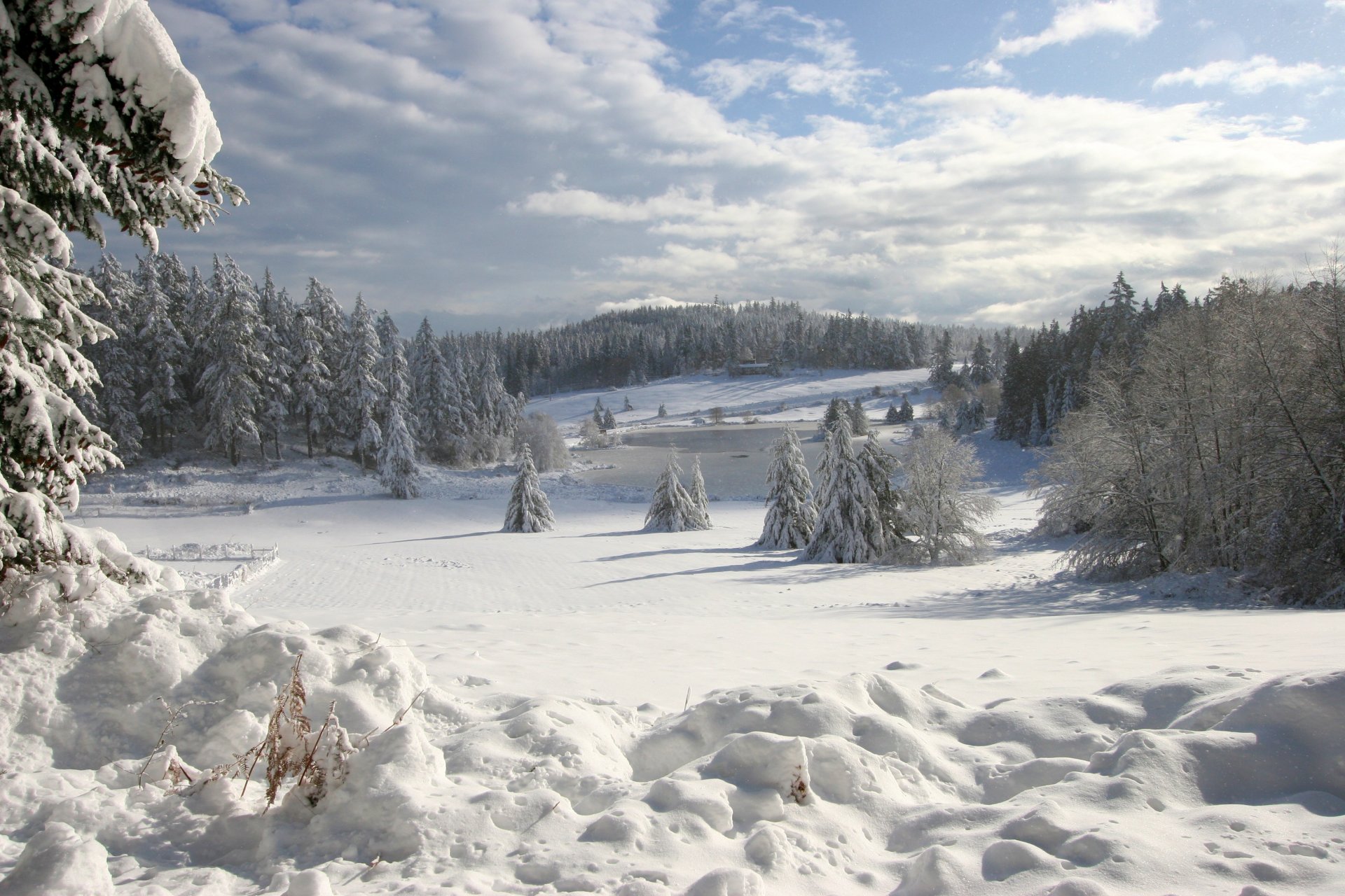 inverno neve abete rosso lago ghiaccio