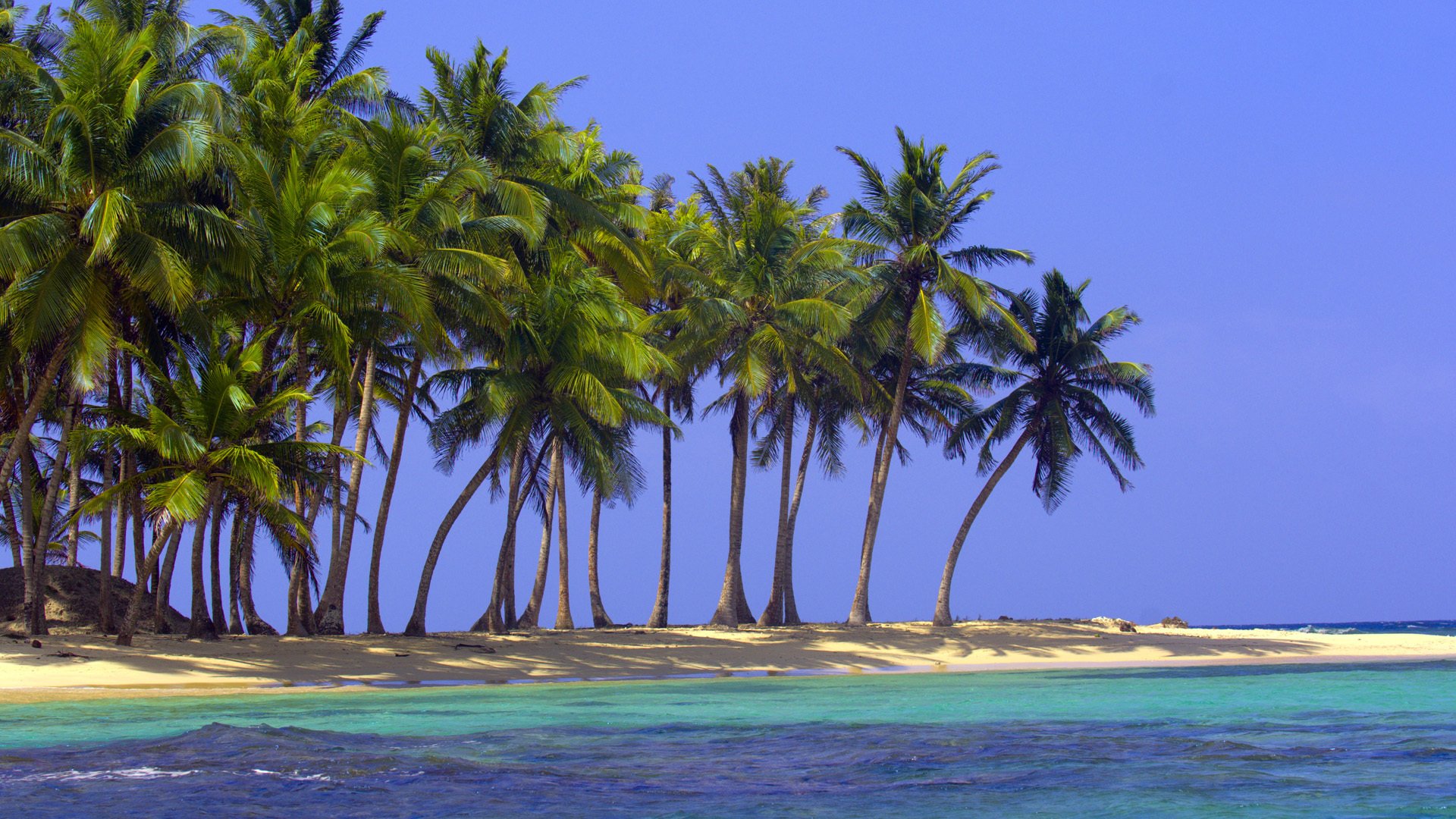 spiaggia sabbia mare oceano palme tropici natura