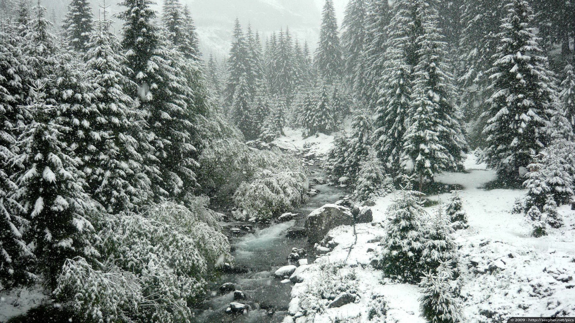 winter snow forest tree nature