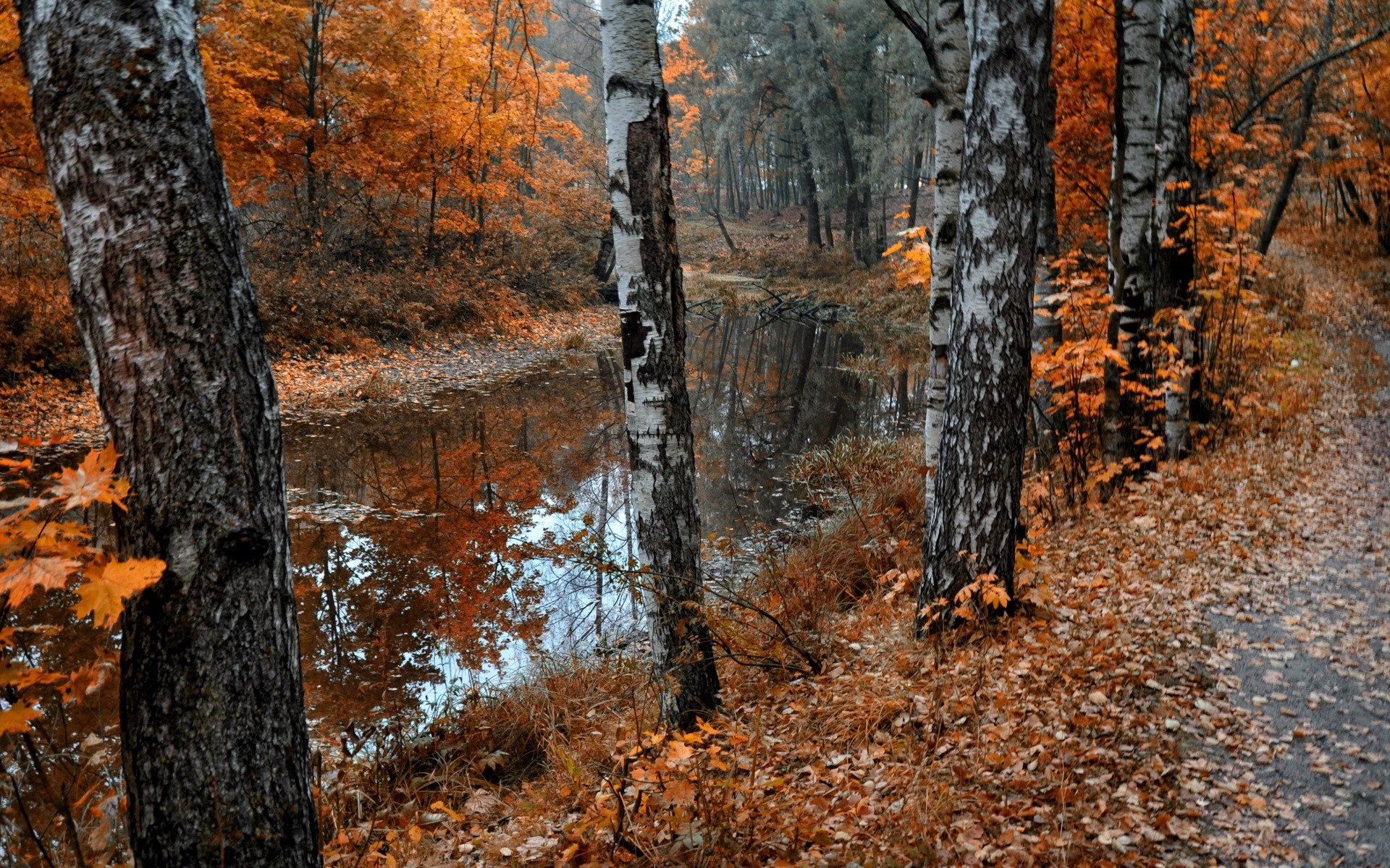 autunno stagno parco natura foglie