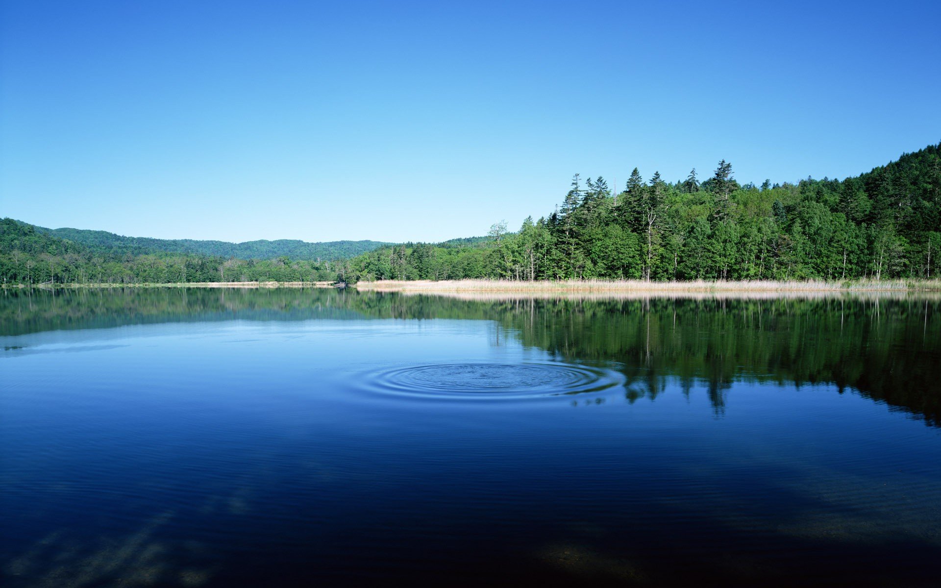 lago foresta cerchi bulk