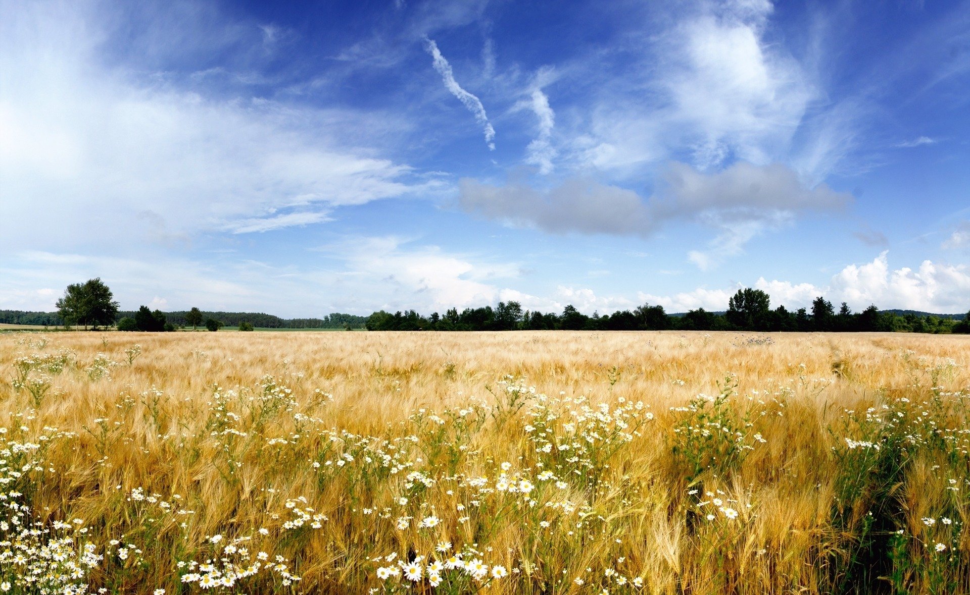 nature landscape . field grass flower horizon tree sky cloud