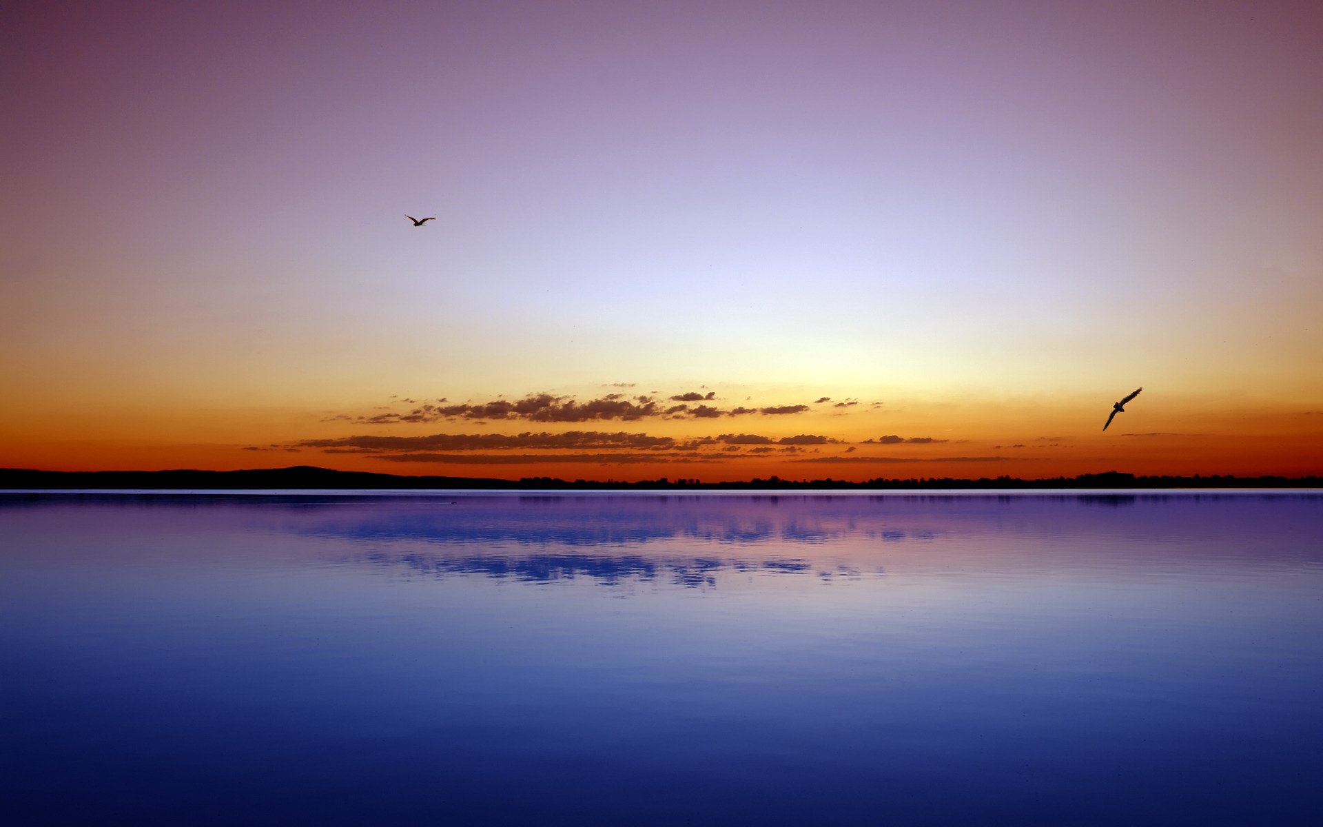 paisaje belleza noche aves agua océano mar