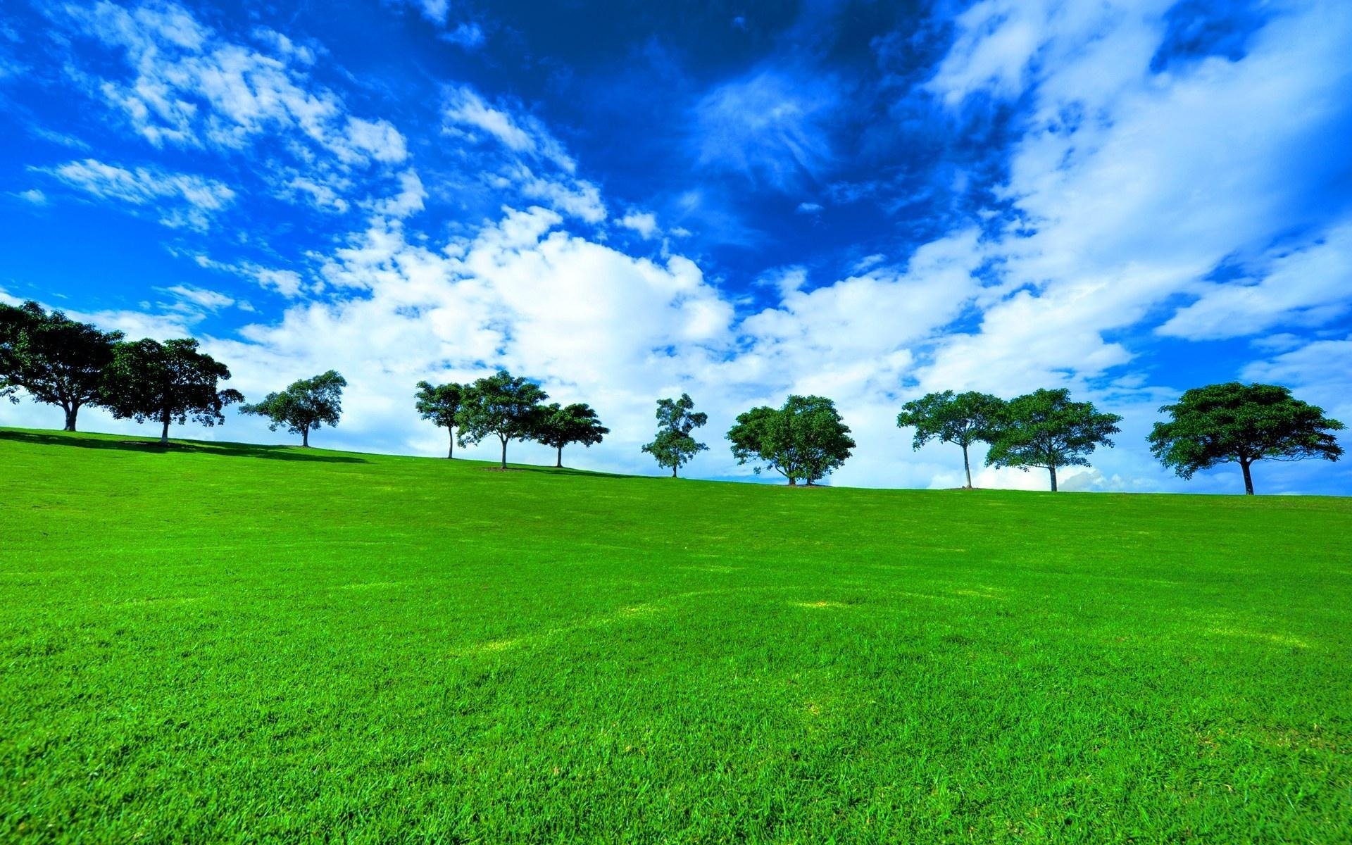 tree grass the field green nature landscape view