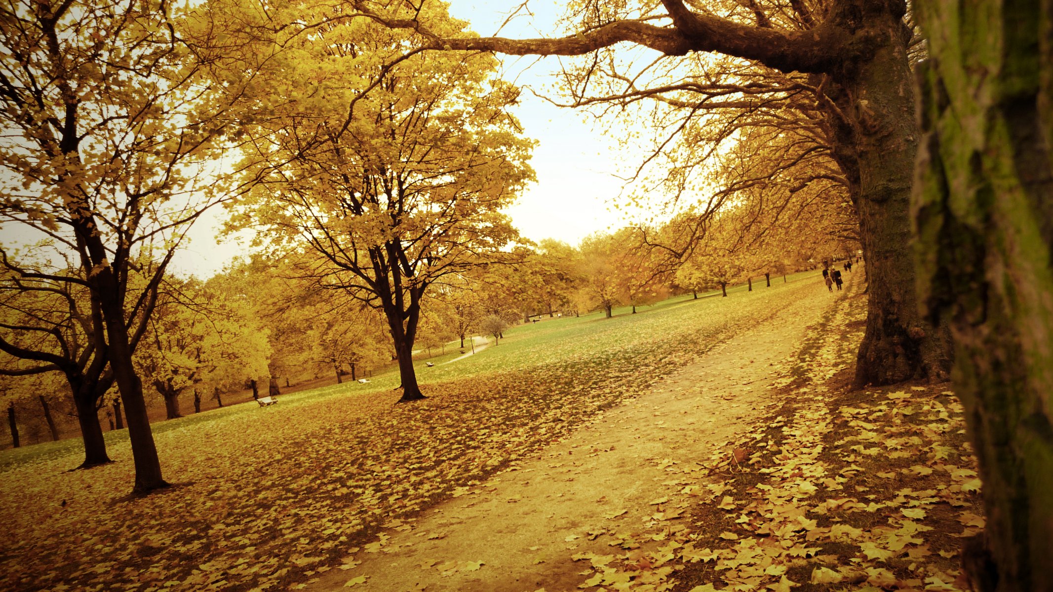 autumn forest park road path leaves tree yellow