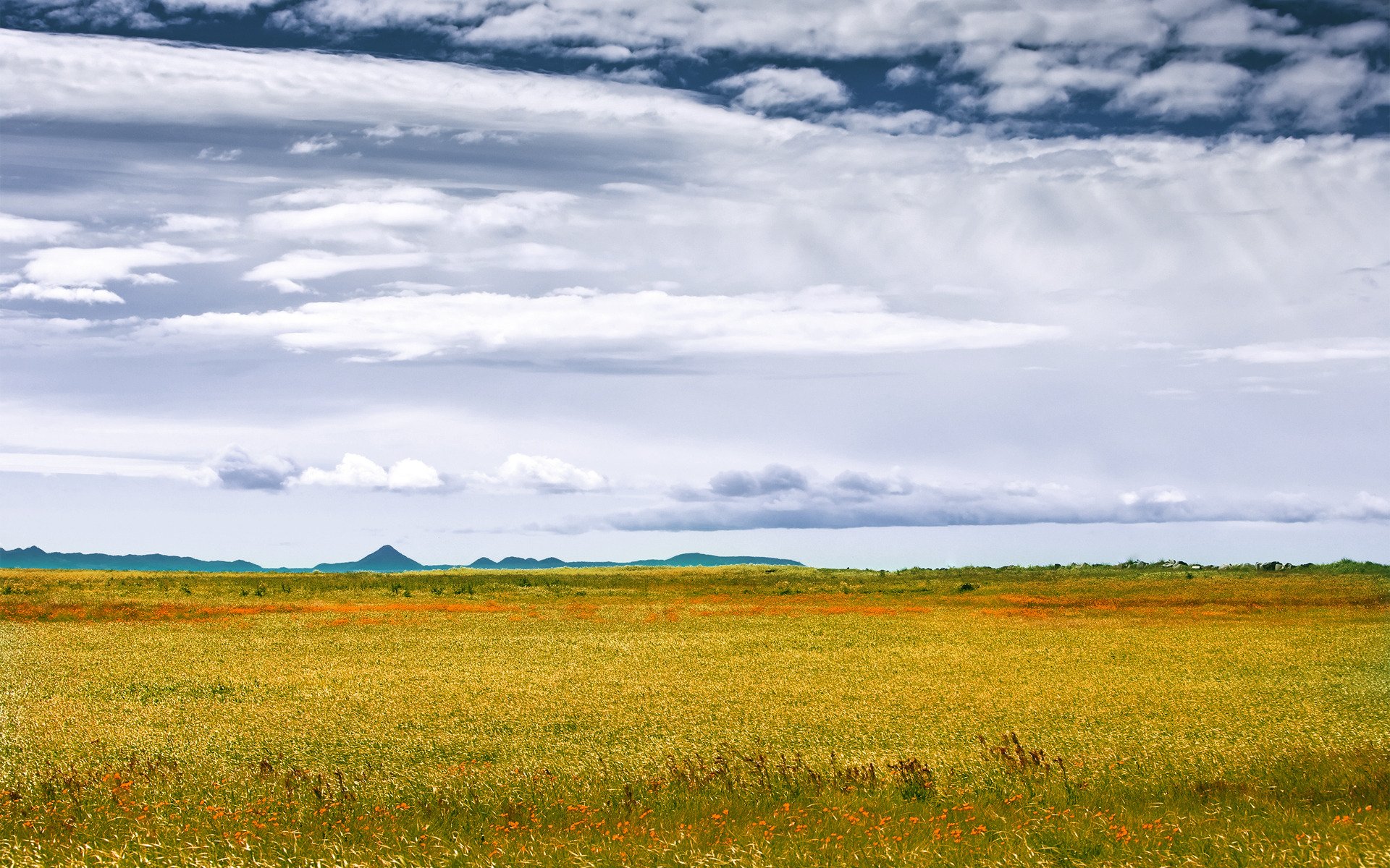 jesień natura lasu trawa pole pola