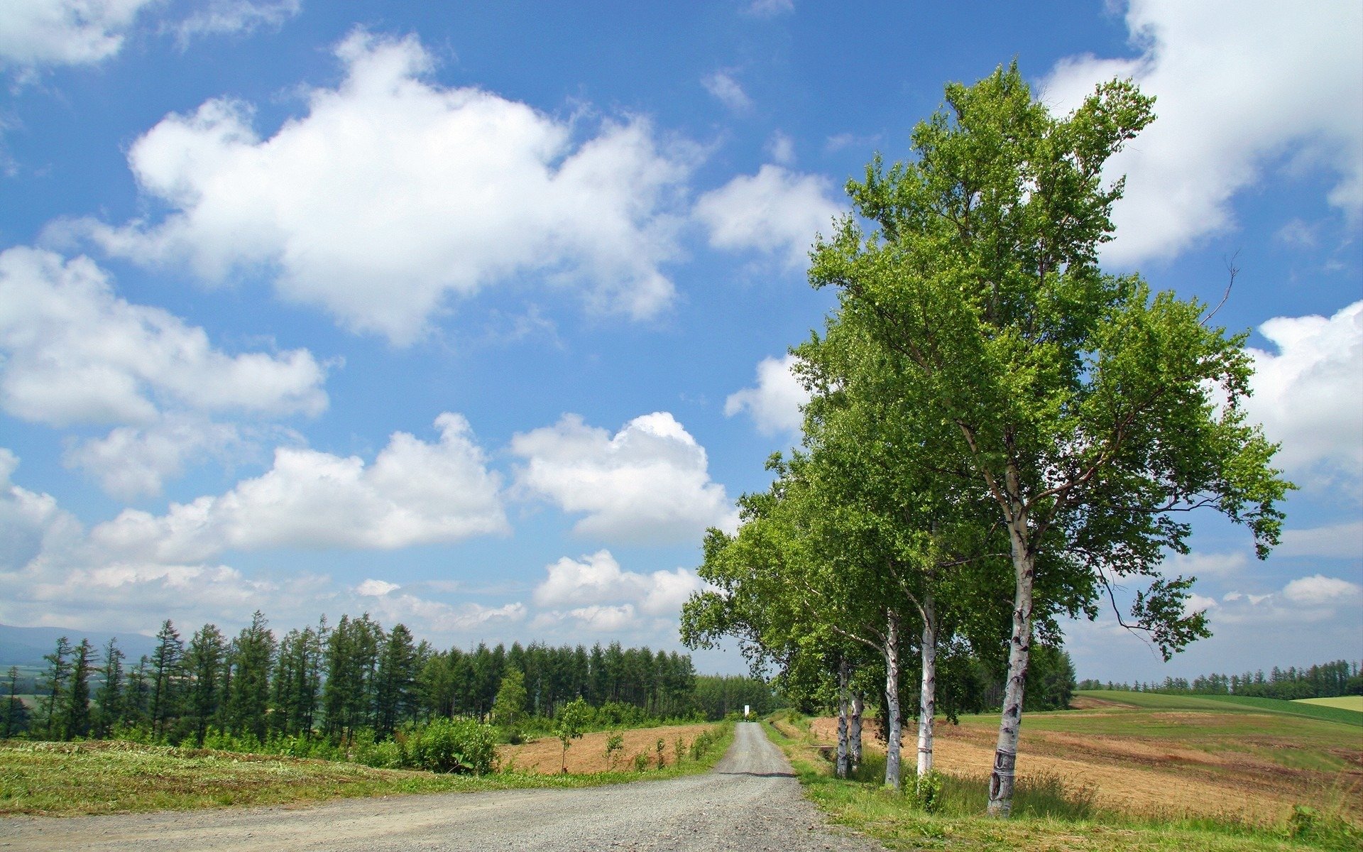 été route arbres bouleaux forêt nuages