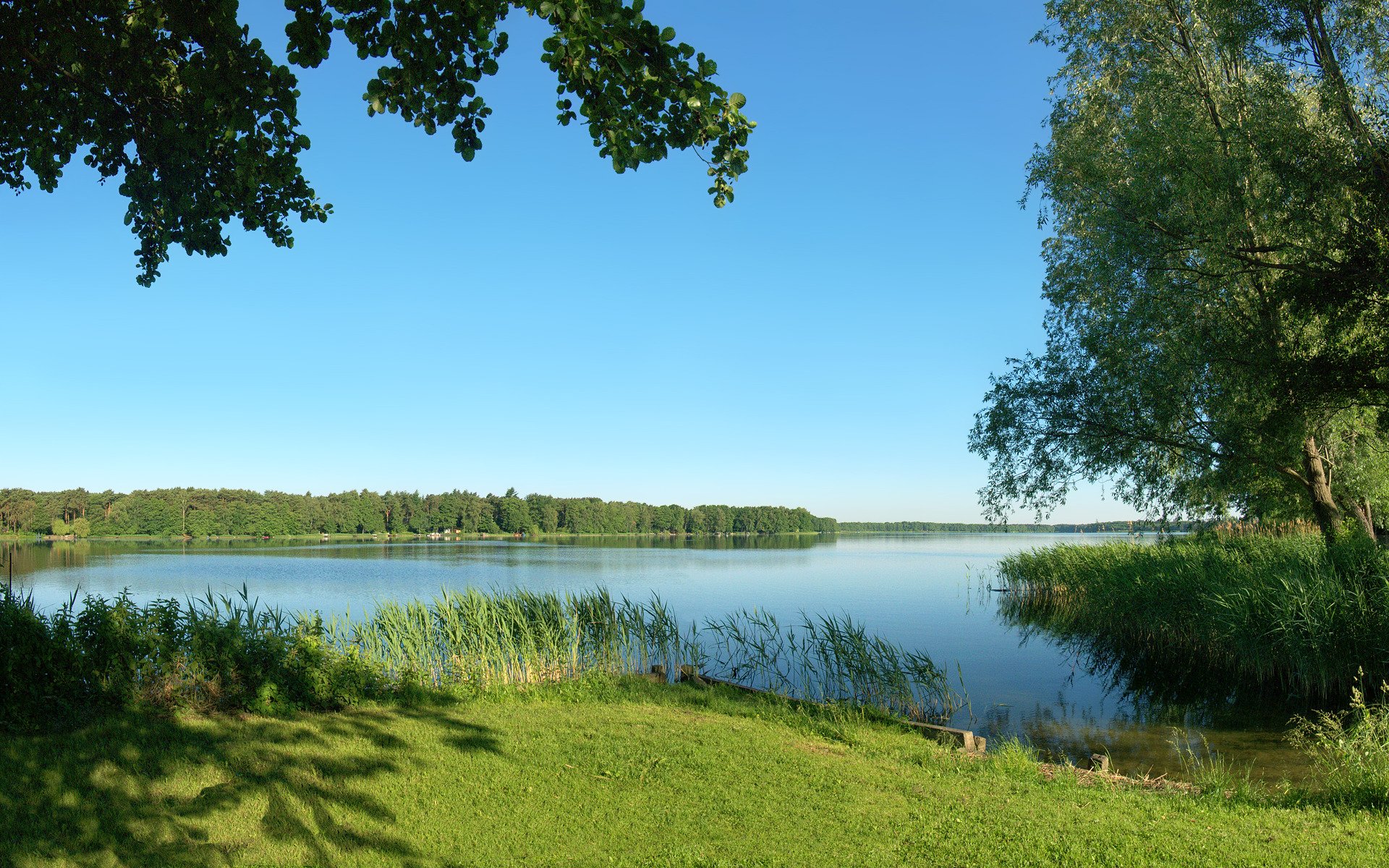 lato rzeka natura drzewa trawa trzciny