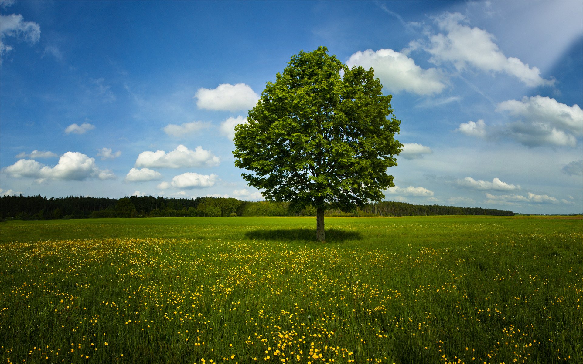 nature tree grass the field summer spring