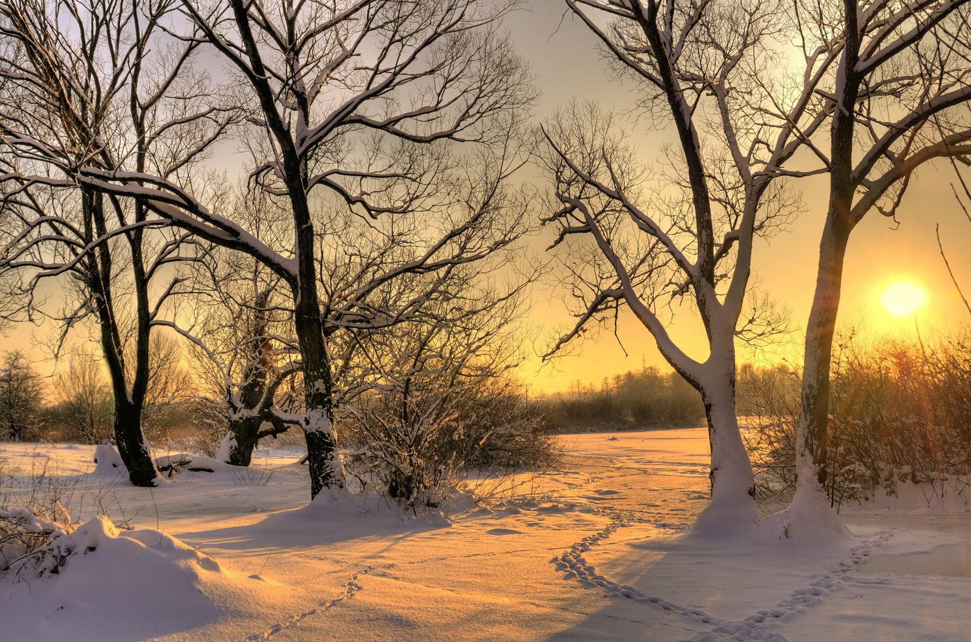 winter snow tree sun