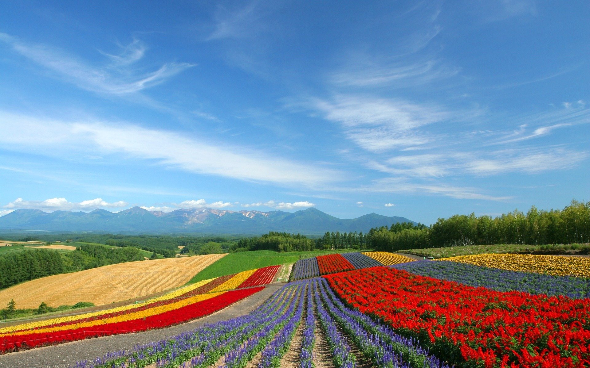 champ fleurs tulipes