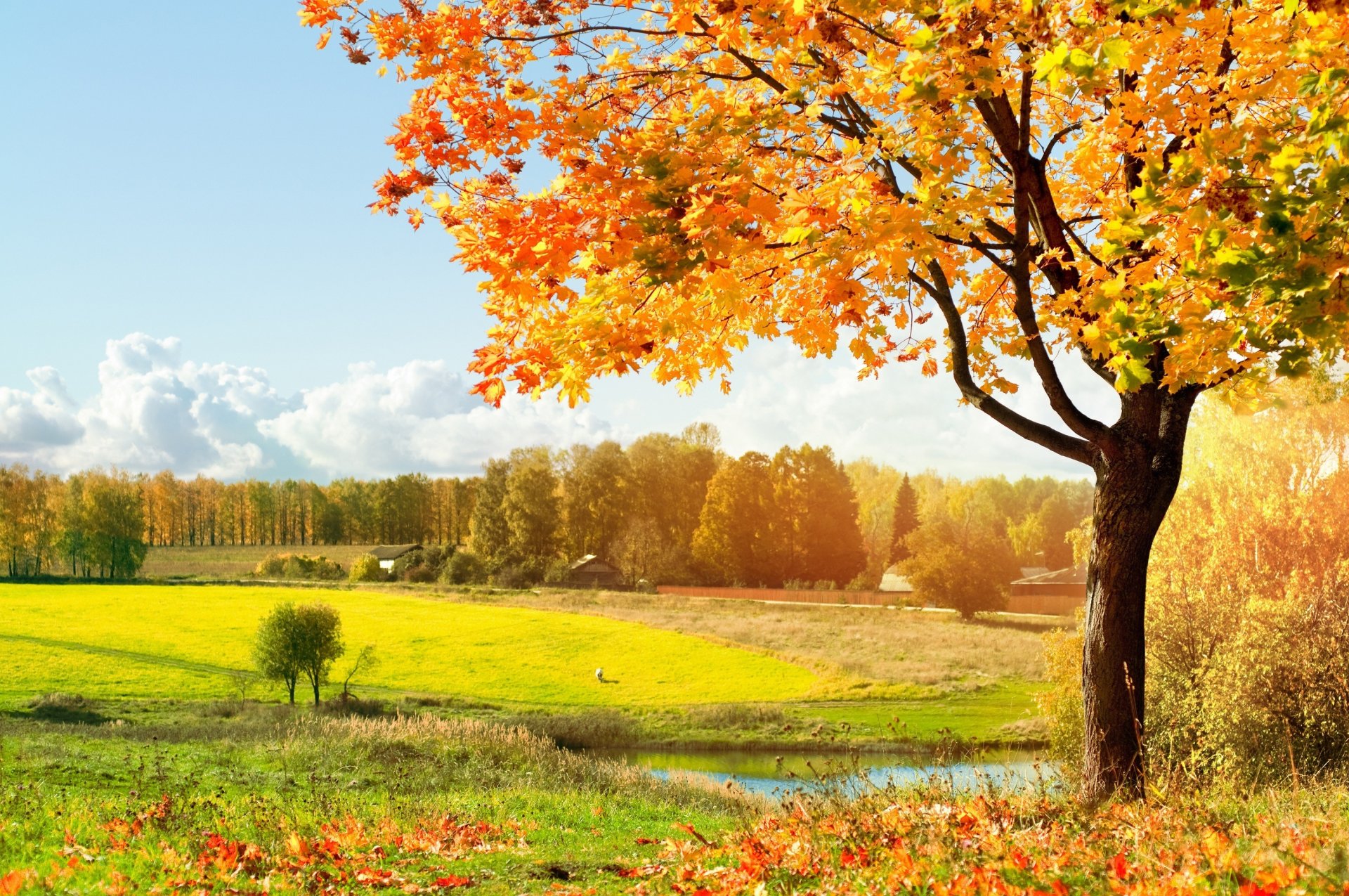 autunno alberi caduta delle foglie prato caldo sole