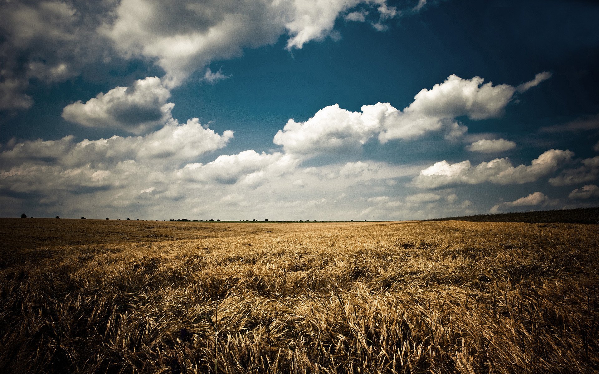 the field ears sky blue clouds summer nature landscape