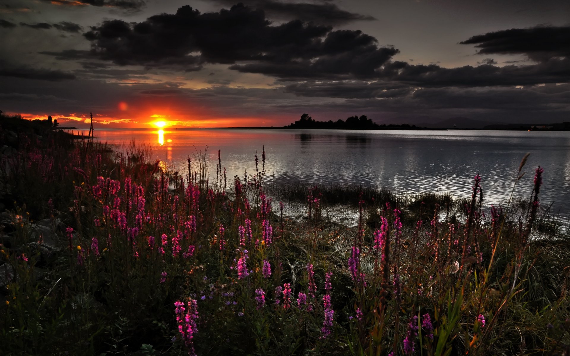 flower sunset cloud