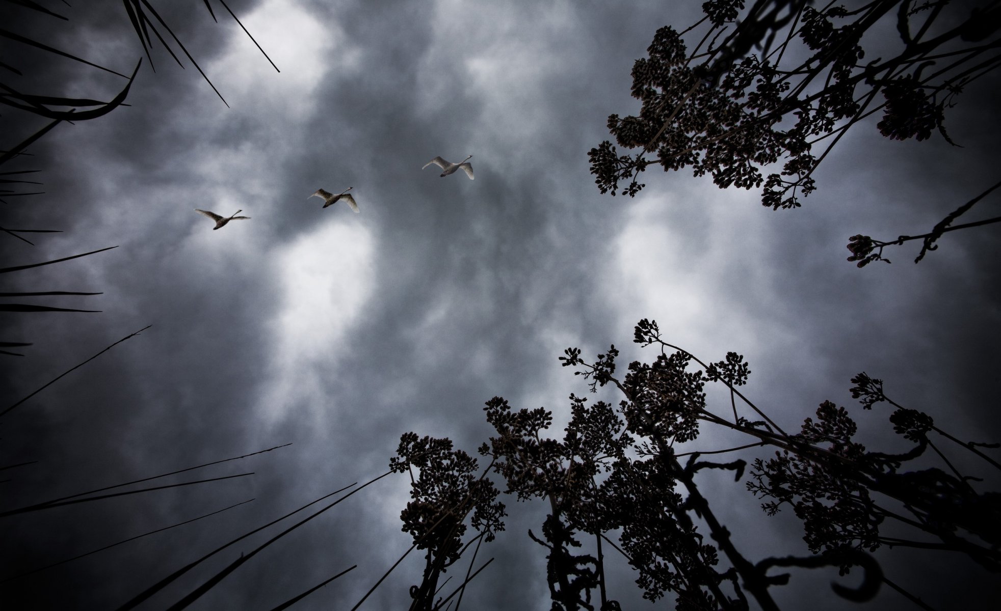 oiseaux nuit ciel paysages nature arbre branches