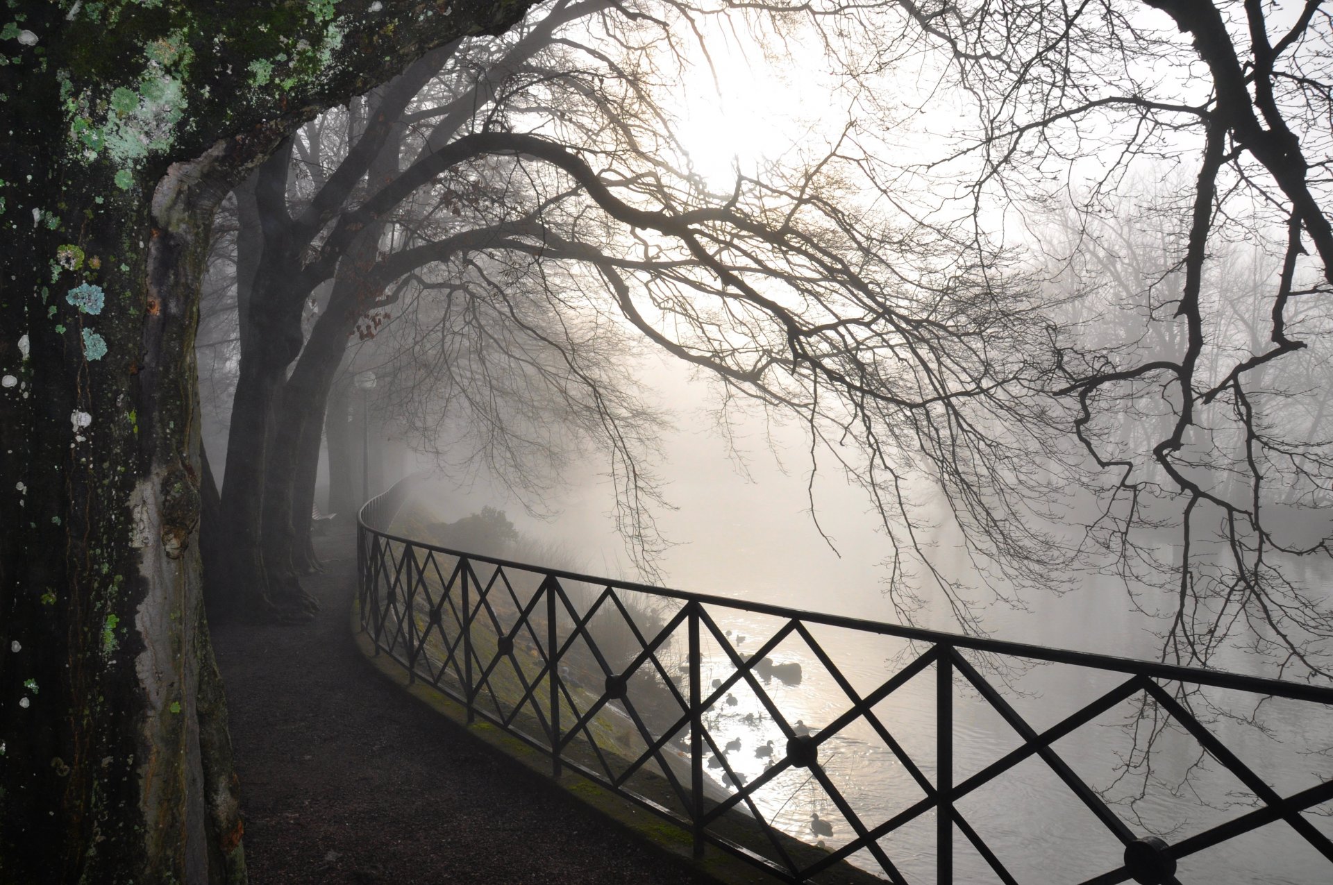 alberi rami nebbia fiume strada foresta natura