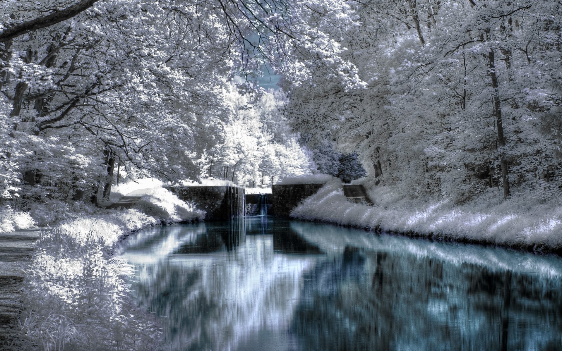 landscape winter tree parks forest snow