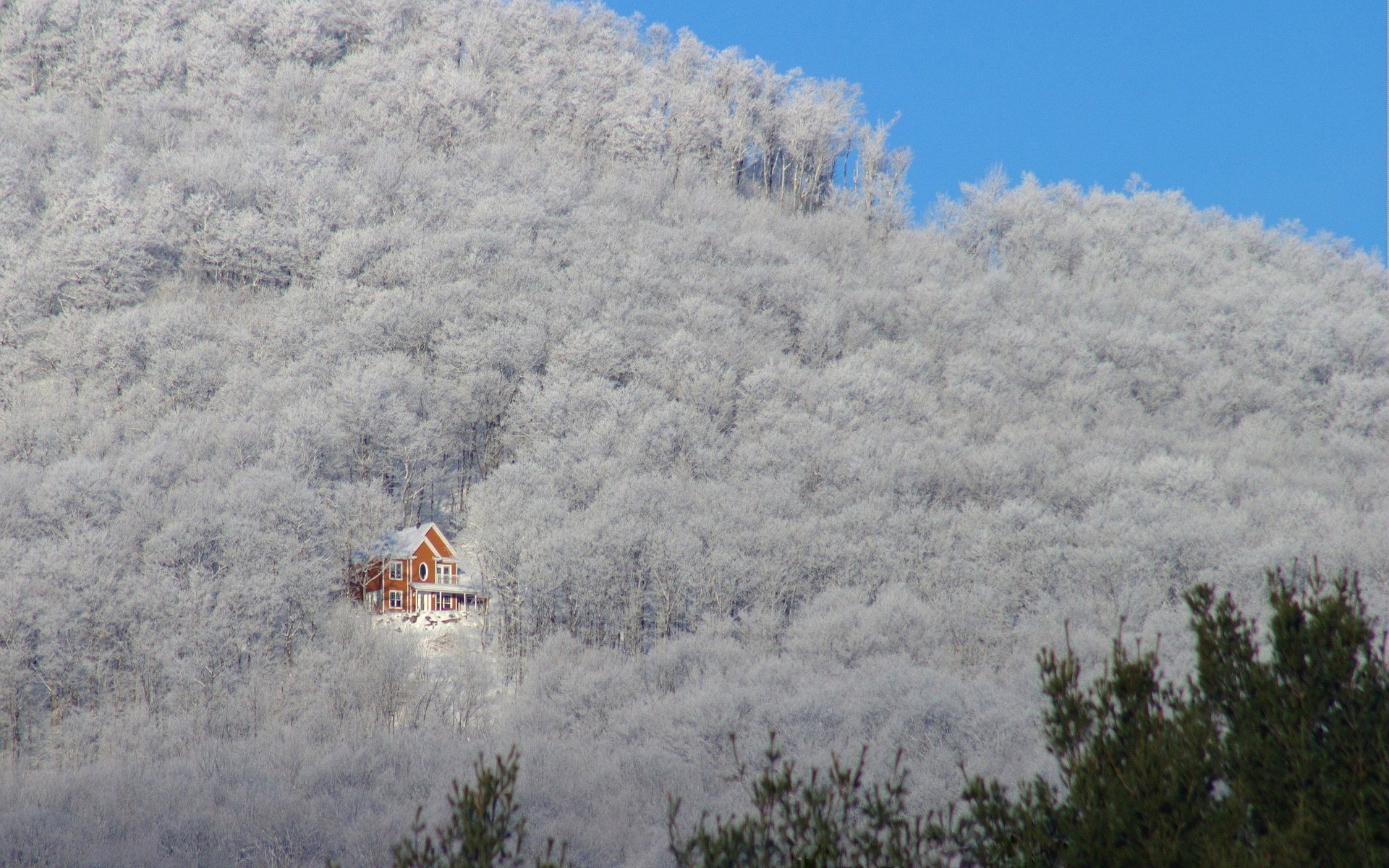 tree slope mountain house