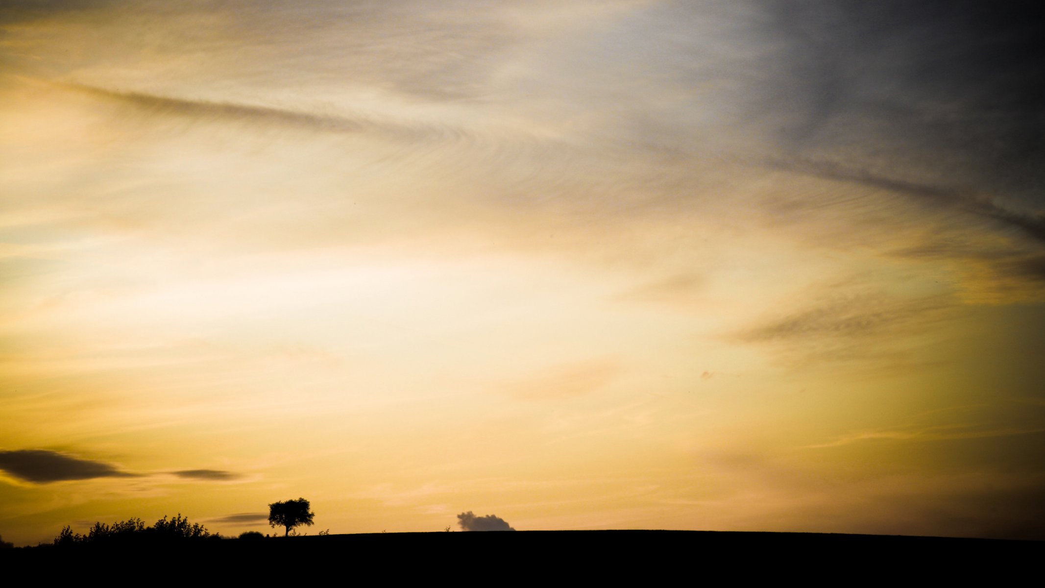 cielo amarillo árbol