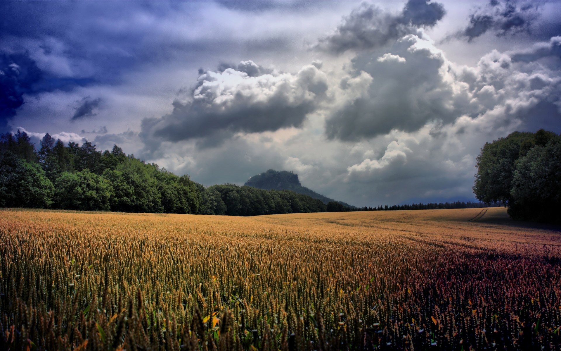 naturaleza paisaje belleza cielo nubes nubes árboles vegetación plantas campo valle espigas trigo hierba flores paisaje inclinación cielo verde foto