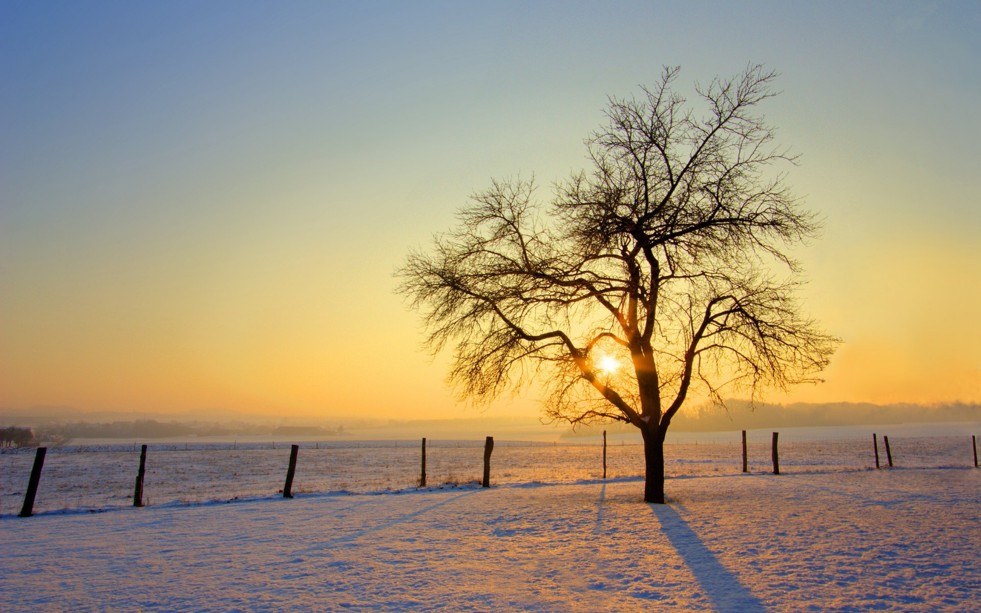 inverno albero neve sole