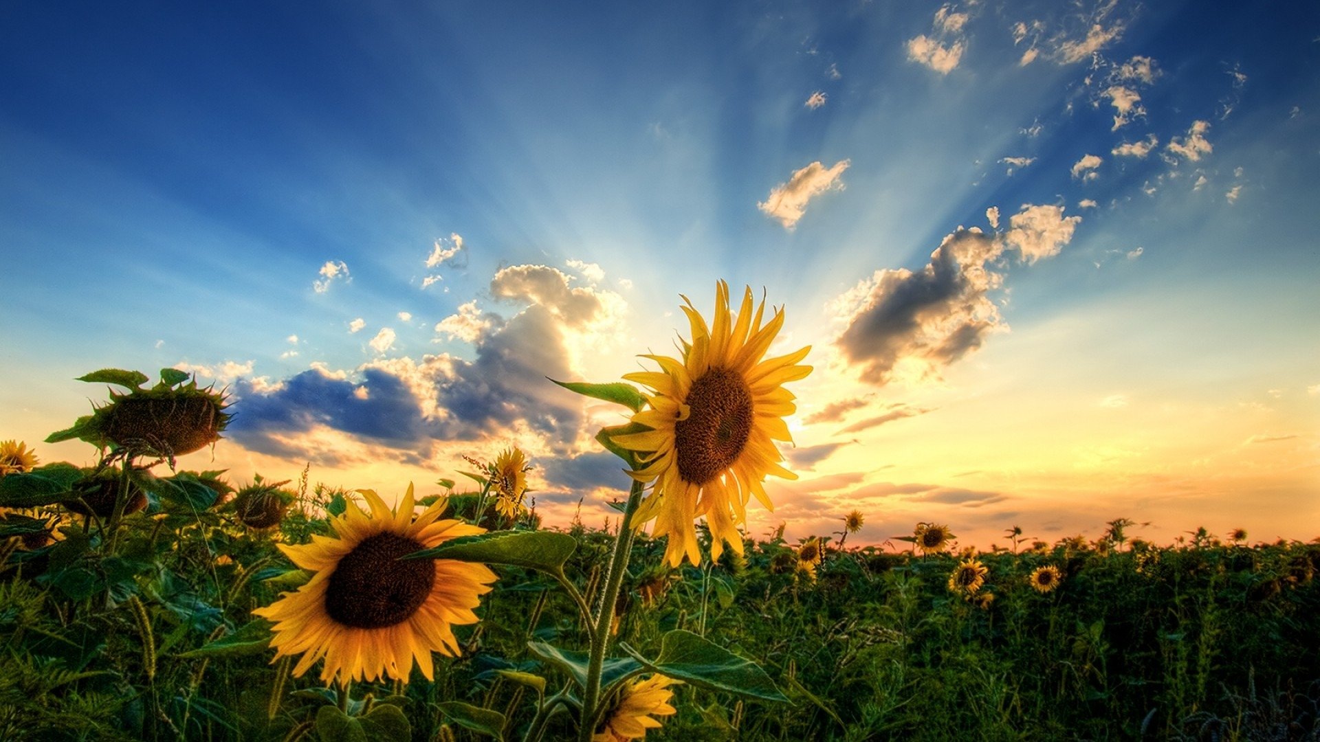 sonnenblumen feld sonne himmel wolken