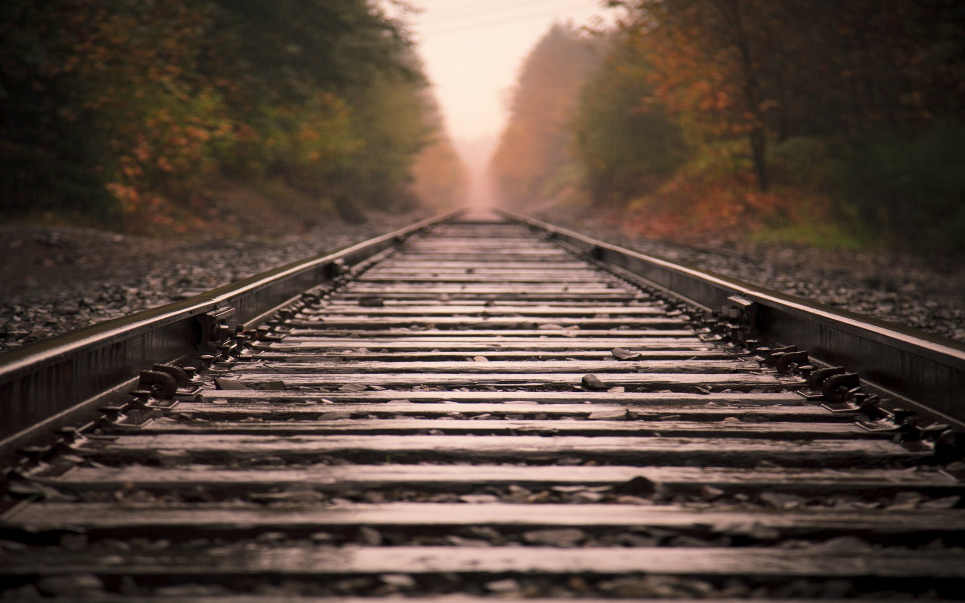 paesaggio macro umore vista luoghi nebbia distanza viaggio viaggio umore mattina presto natura foreste alberi albero ferrovia ferrovie rotaie percorsi traversine ferrovia pista pietra pietre messa a fuoco