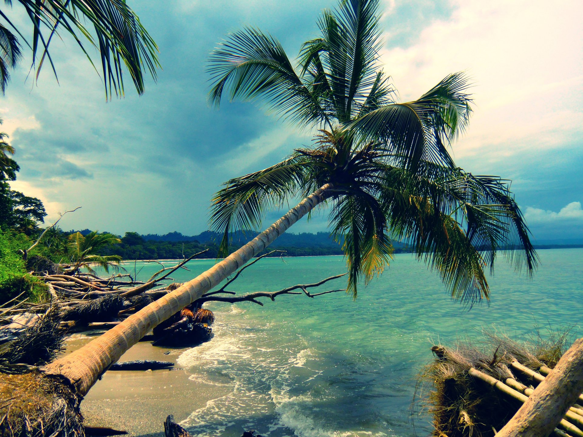 landscape nature beach island palm tree coast coast azure palm trees ocean