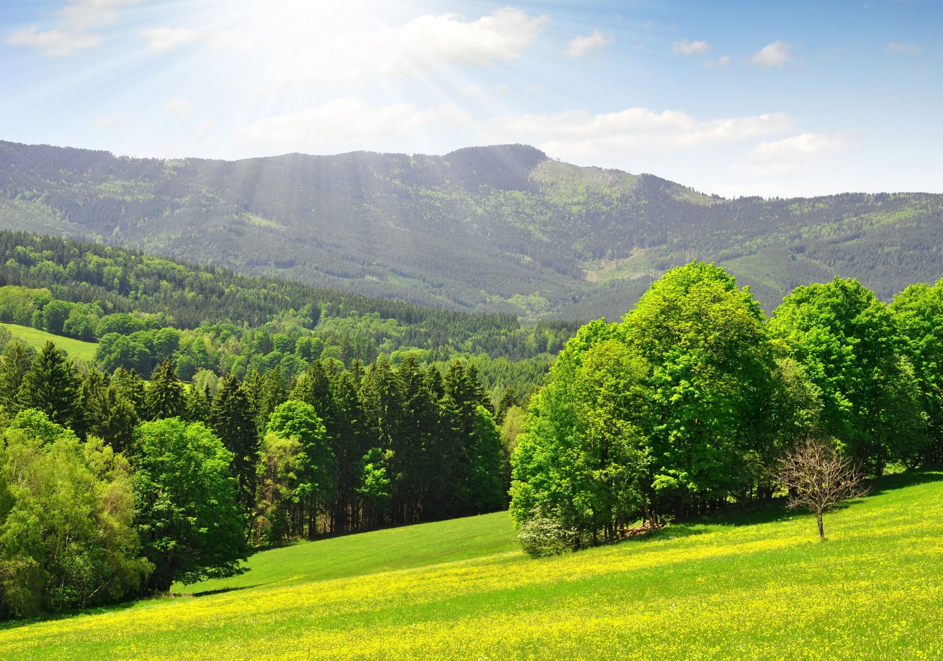 forêt ensoleillée montagnes lisière forêt arbres herbe chaud ensoleillé jour royaume