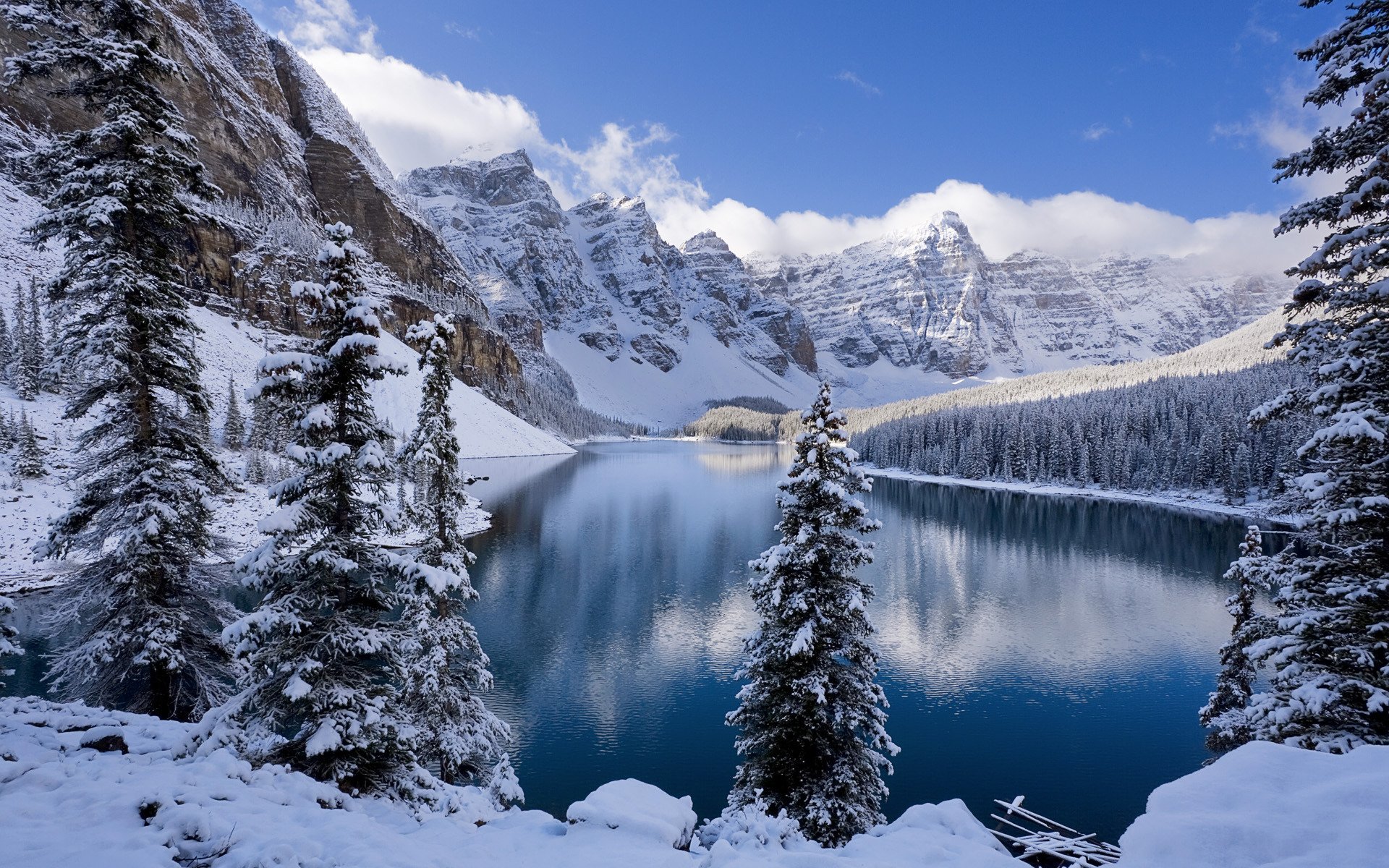 forêt hiver neige