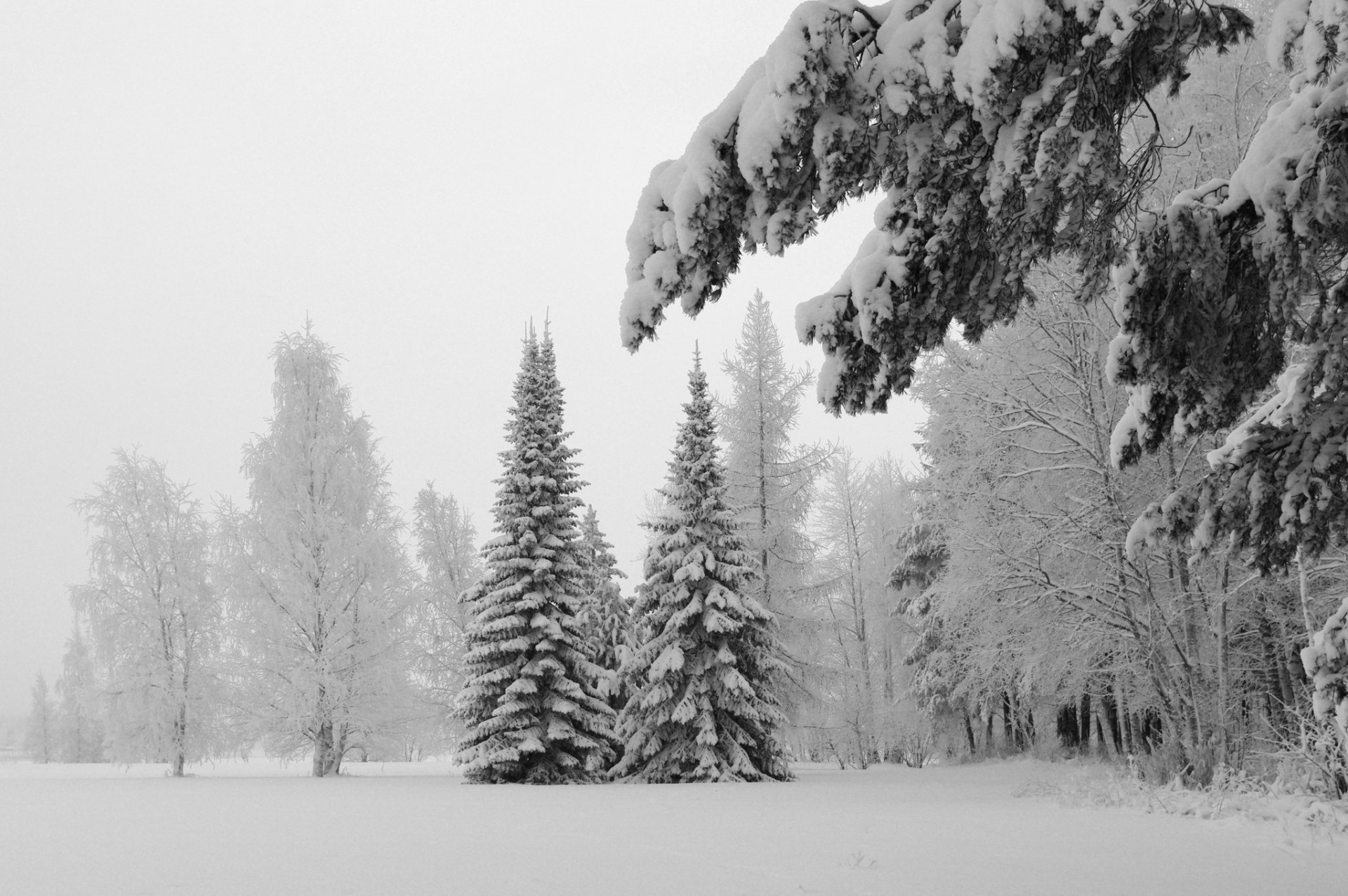 paisaje invierno naturaleza nieve escarcha frío árboles abeto abeto árbol foto