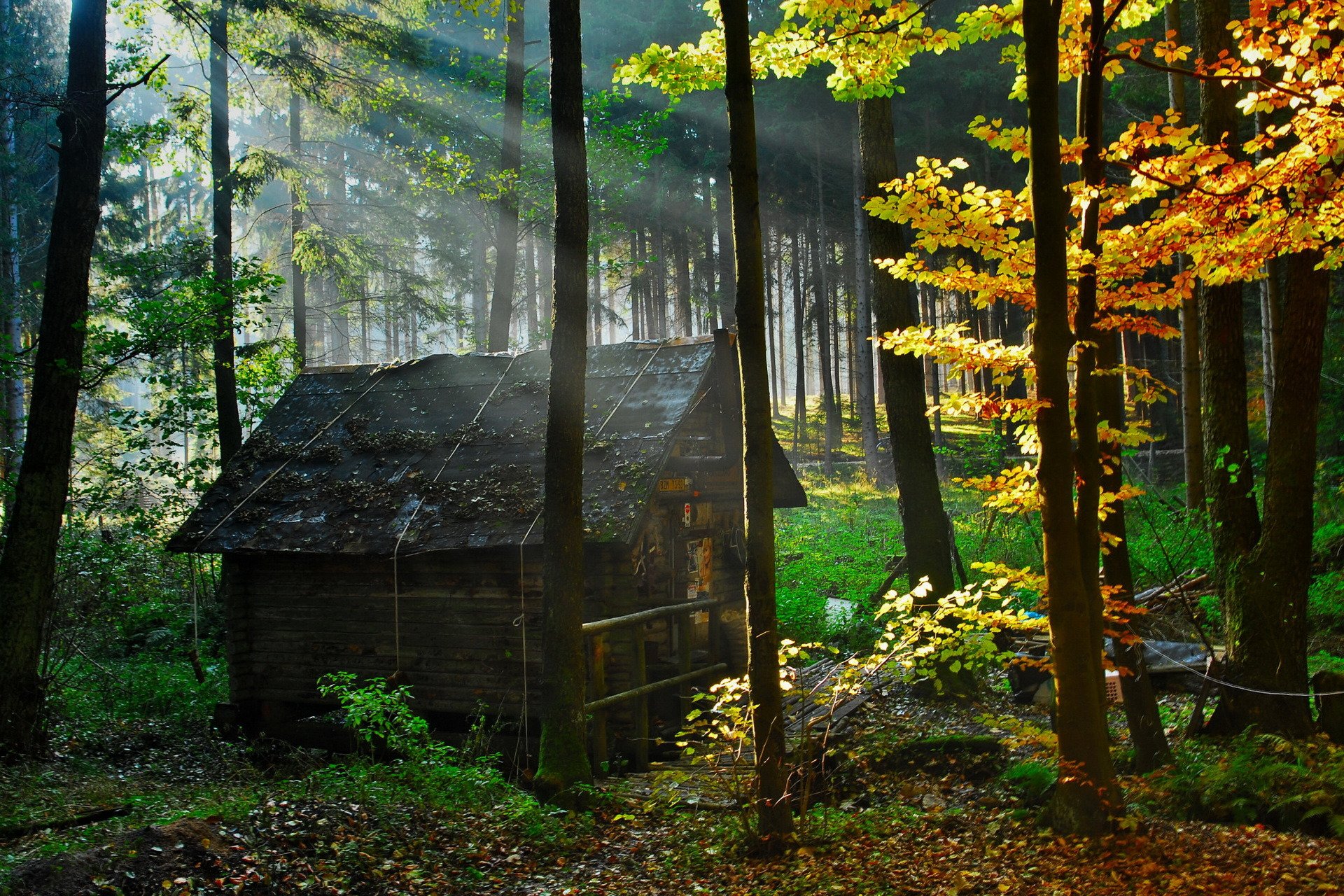 wald hütte natur