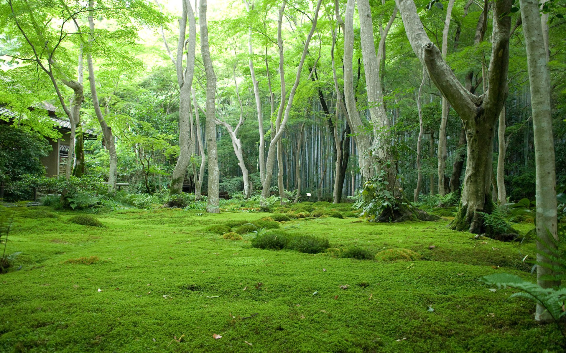 japon forêt arbres clairière