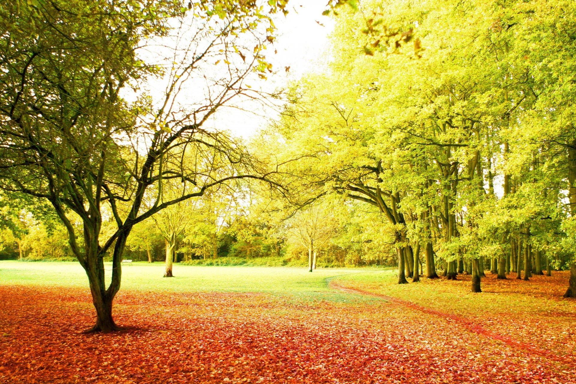 saison automne parc arbres sentier chute des feuilles rayons soleil beauté