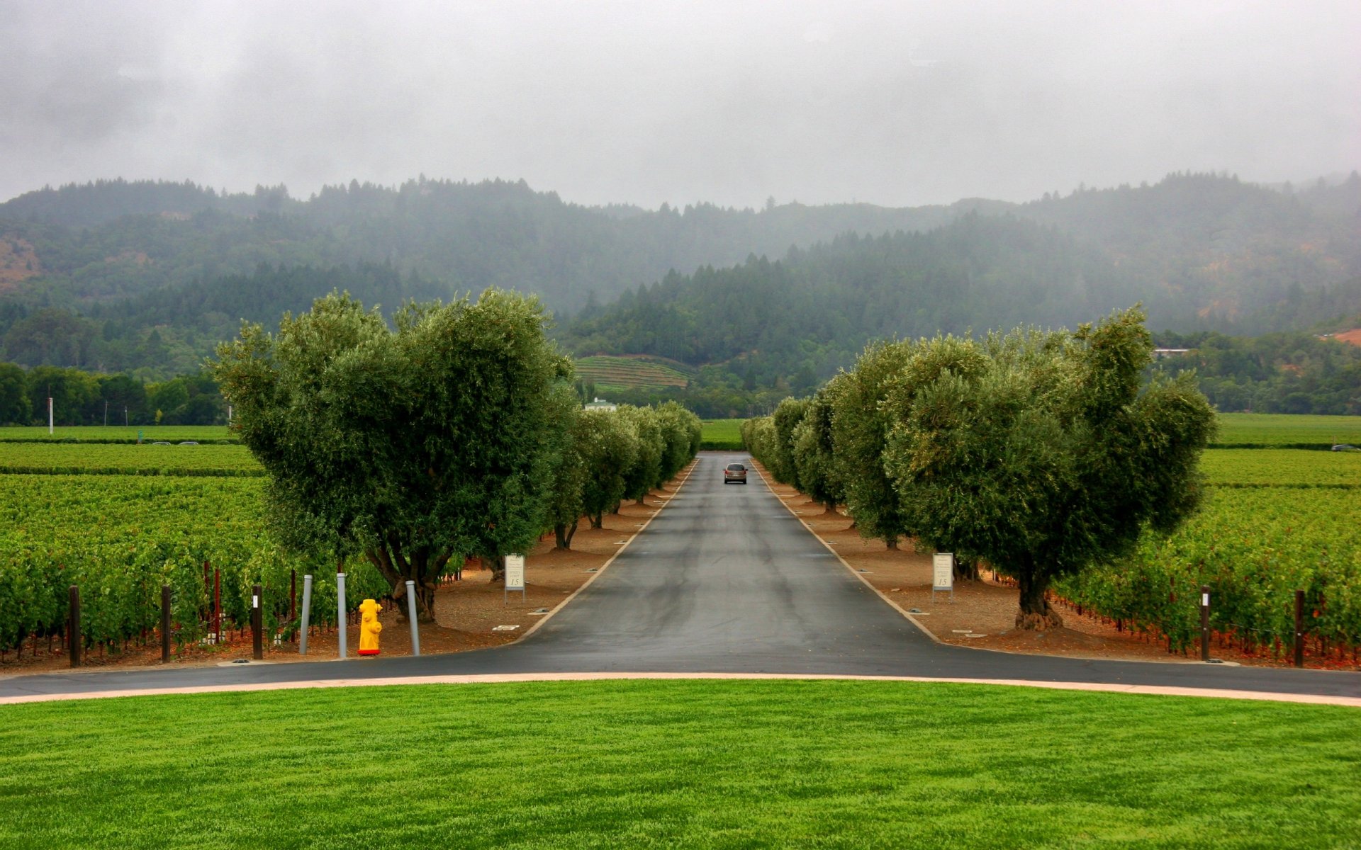 césped callejón carretera árboles coche niebla plantación