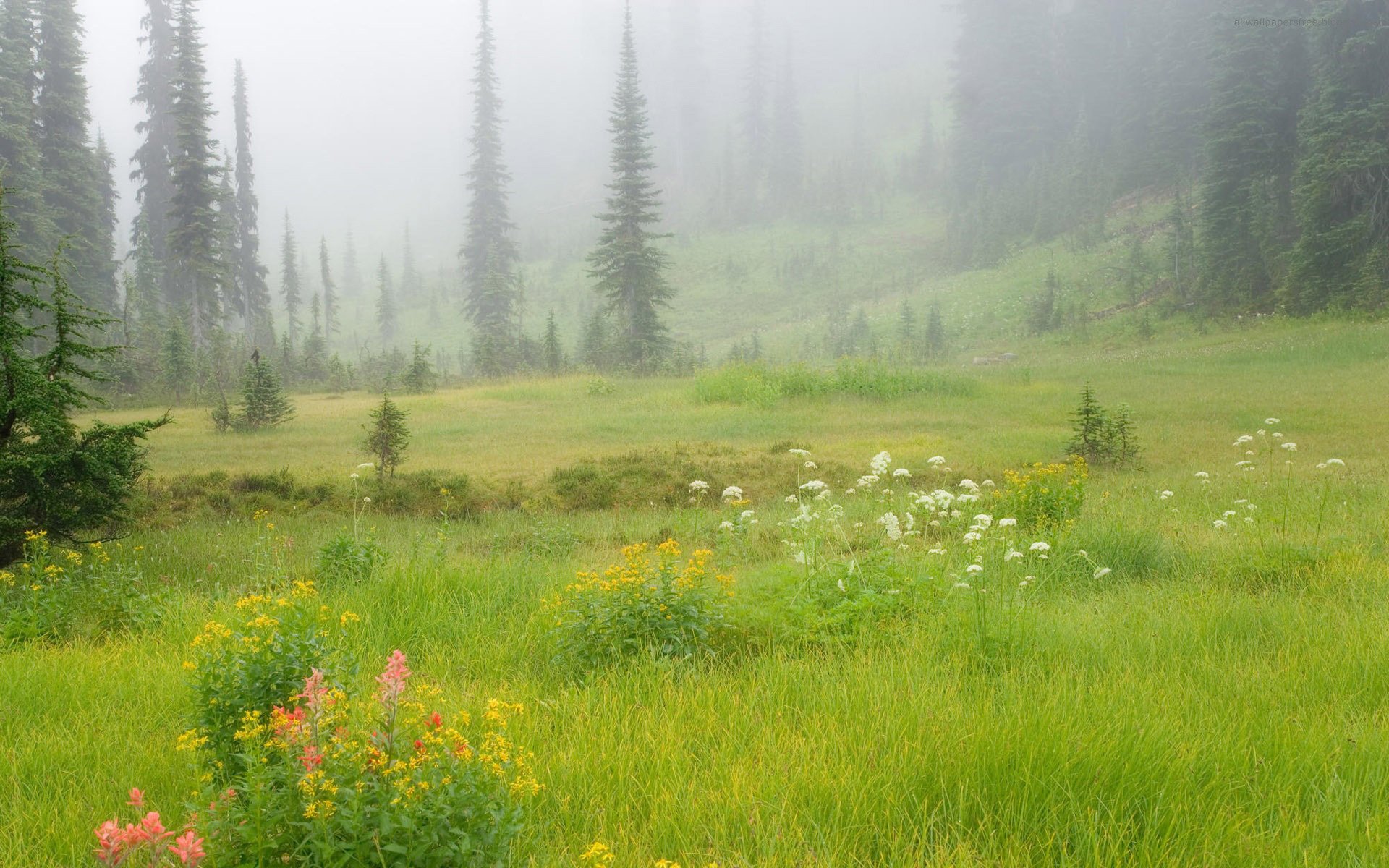 nature field grass green flower slope forest tree spruce christmas tree silhouettes fog