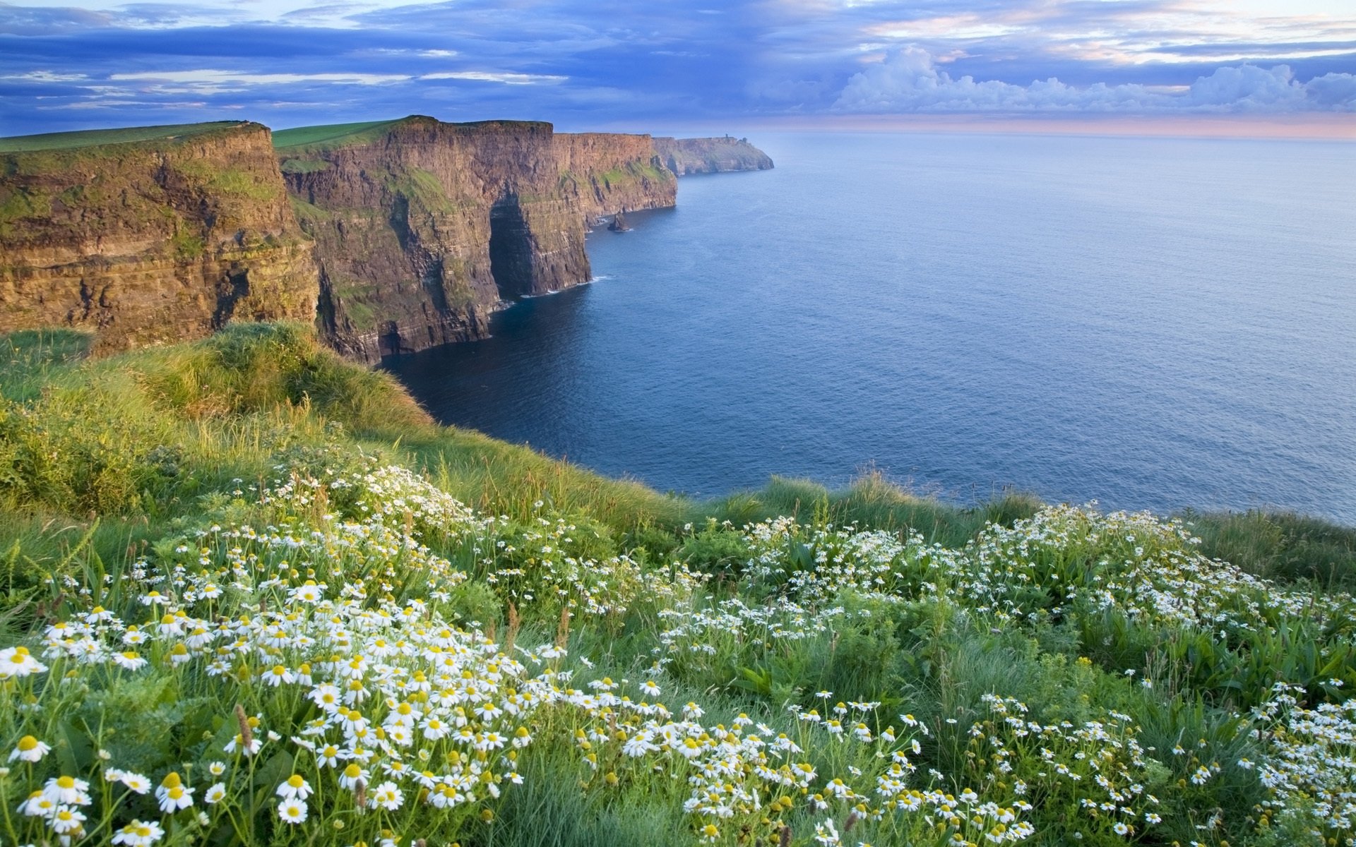 nature mer marguerites