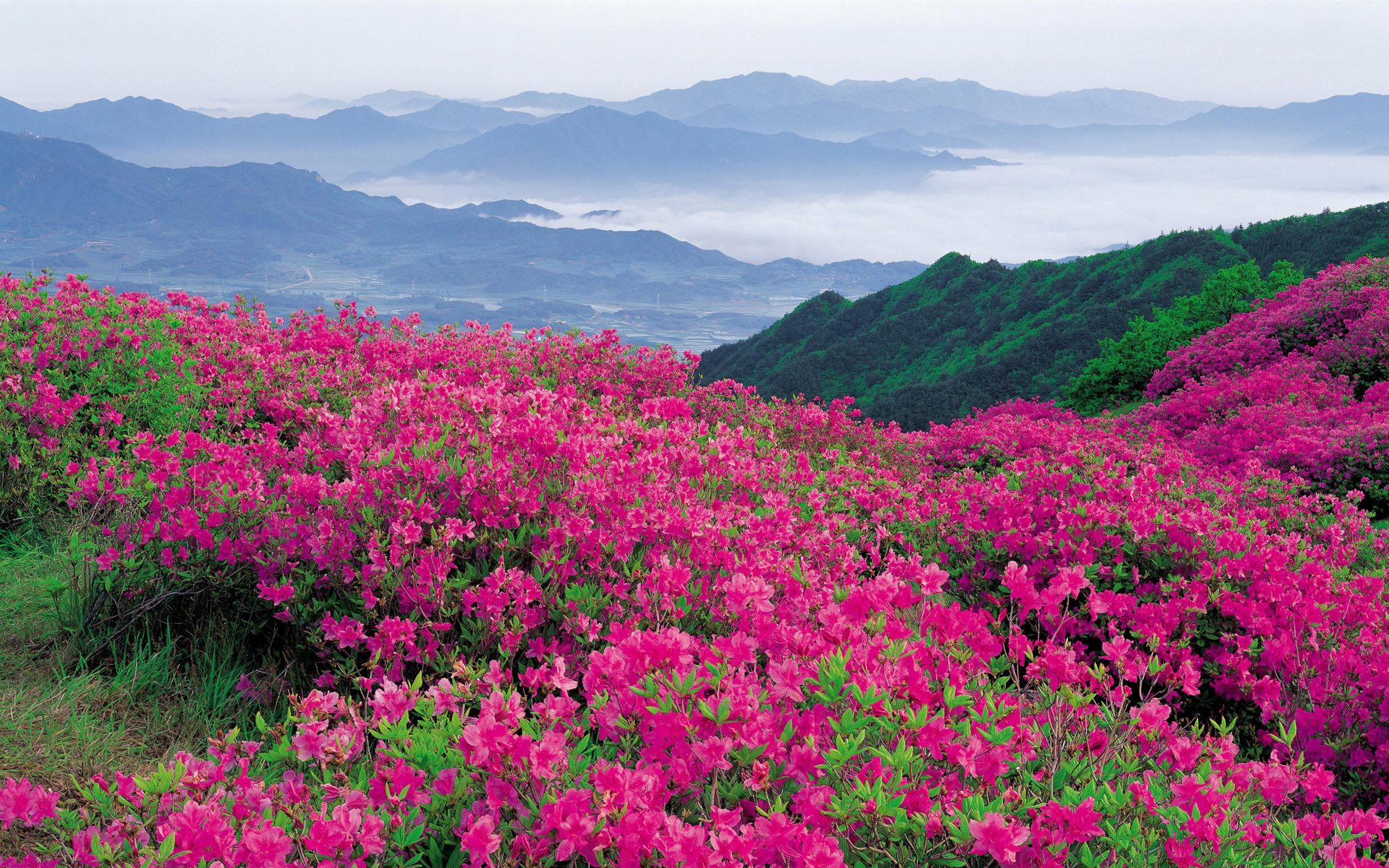 fleurs arbuste montagnes verdure