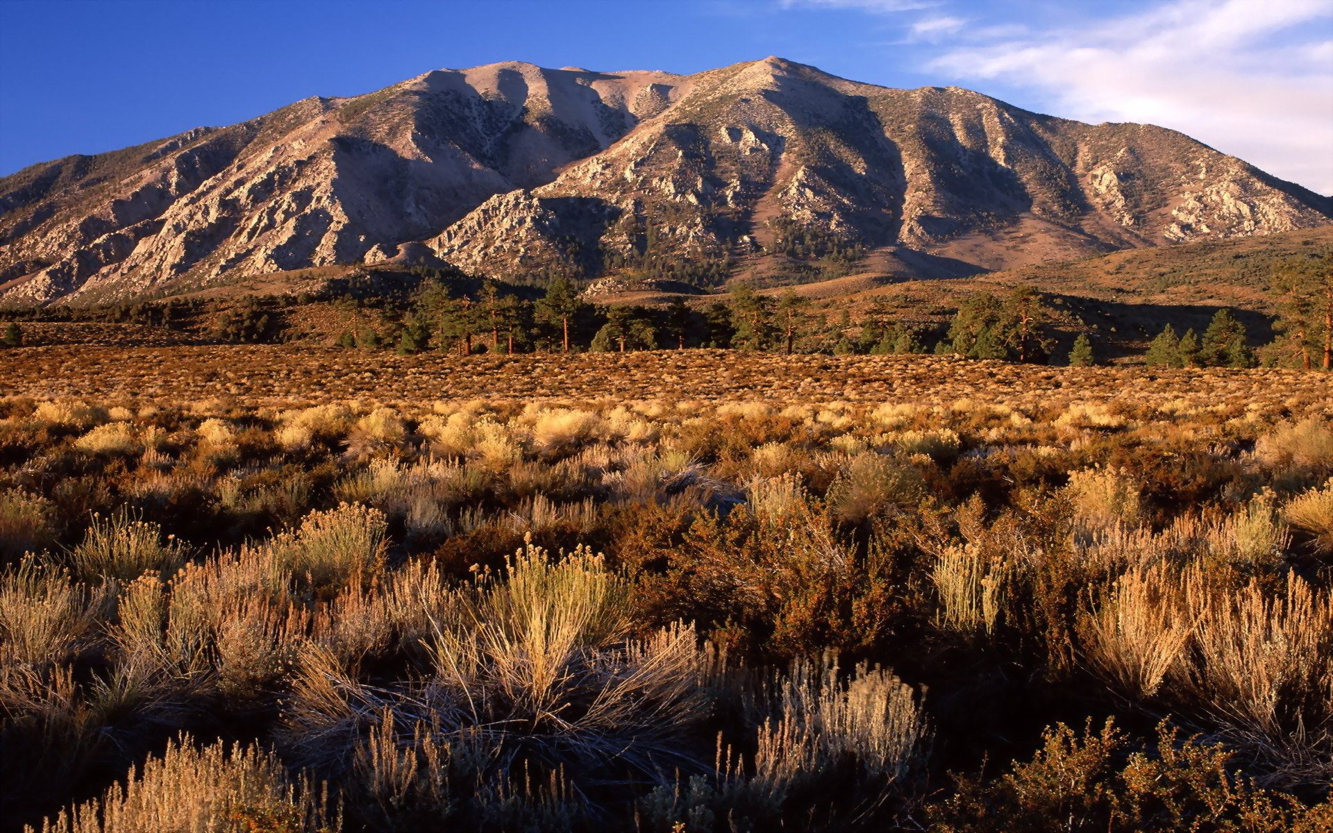 volcano bush california plain