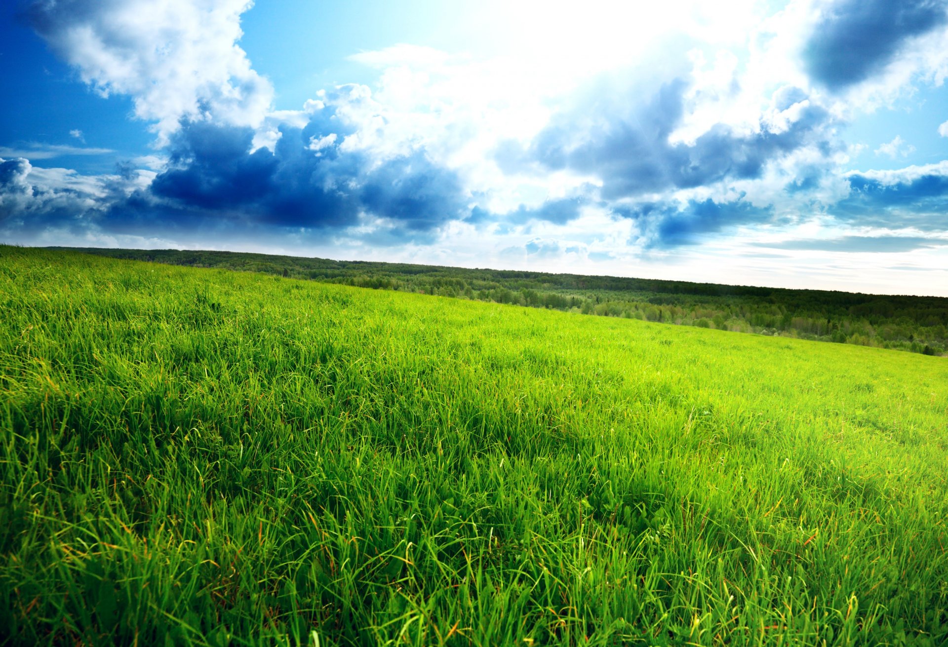 champ vert ciel nuageux champ épais herbe horizon nuages paysage