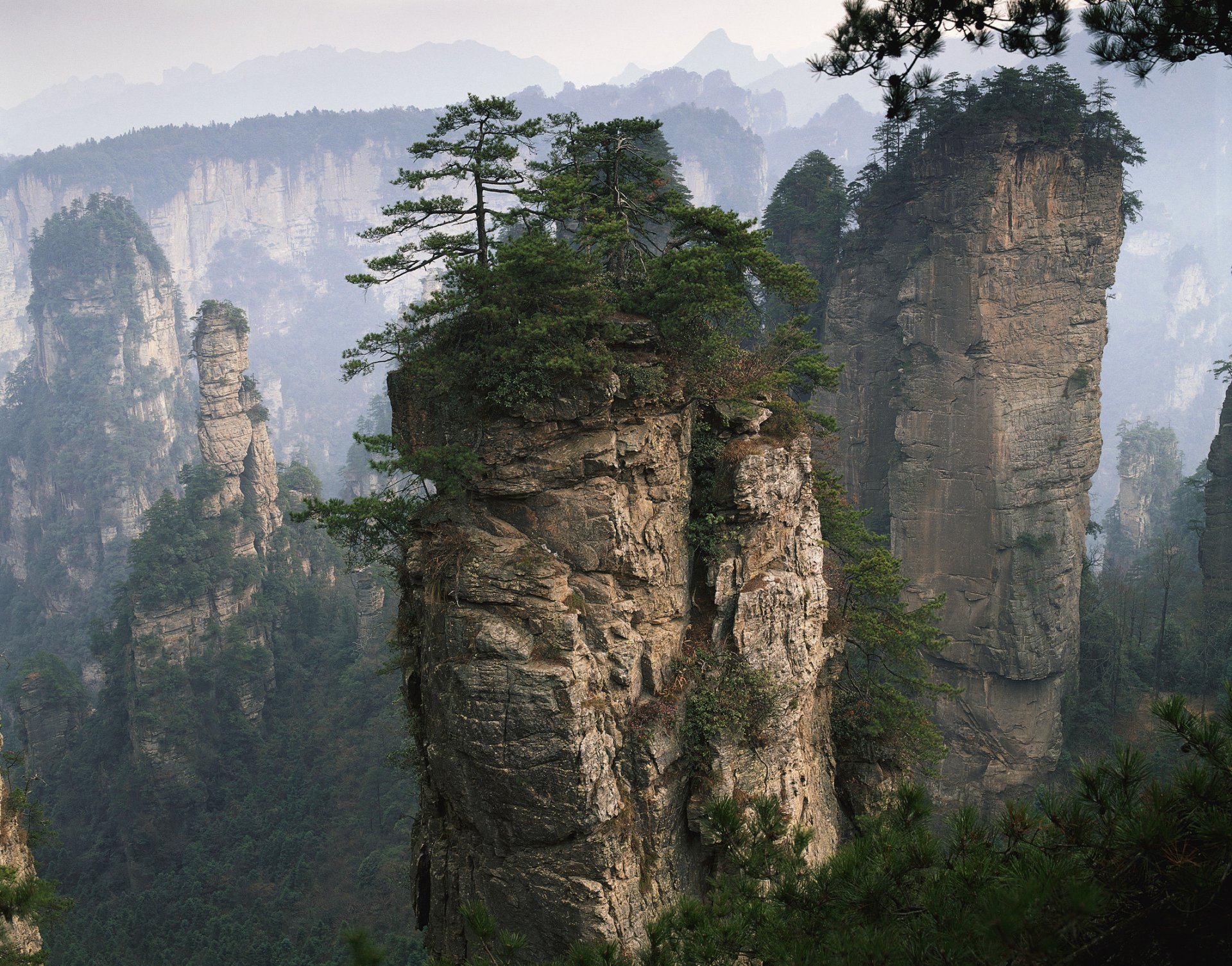 natura montagne roccia rilievo rocce rocce pendii piante germogli erba foresta alberi pini rami aghi di pino