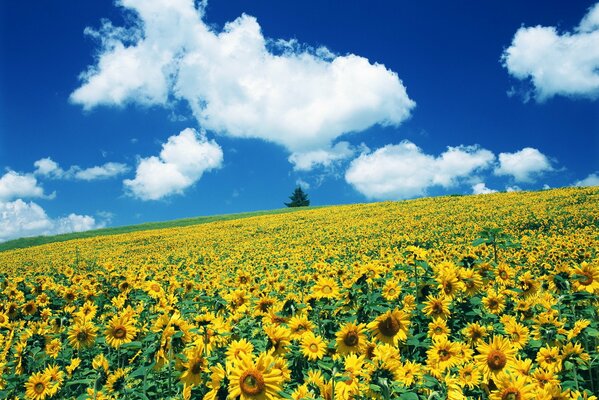 Un árbol se encuentra en un campo con girasoles